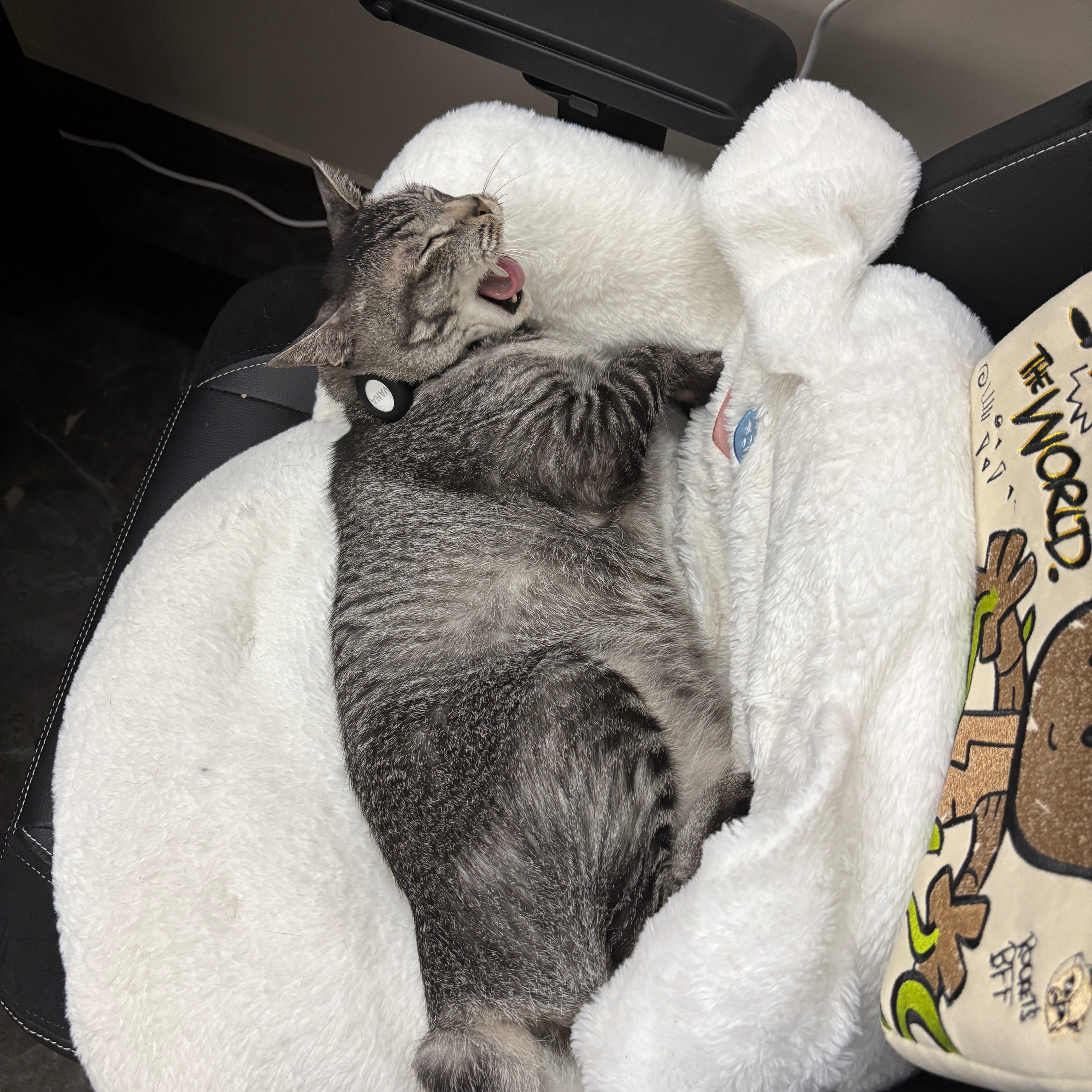 1. My noisy cat & my yaps