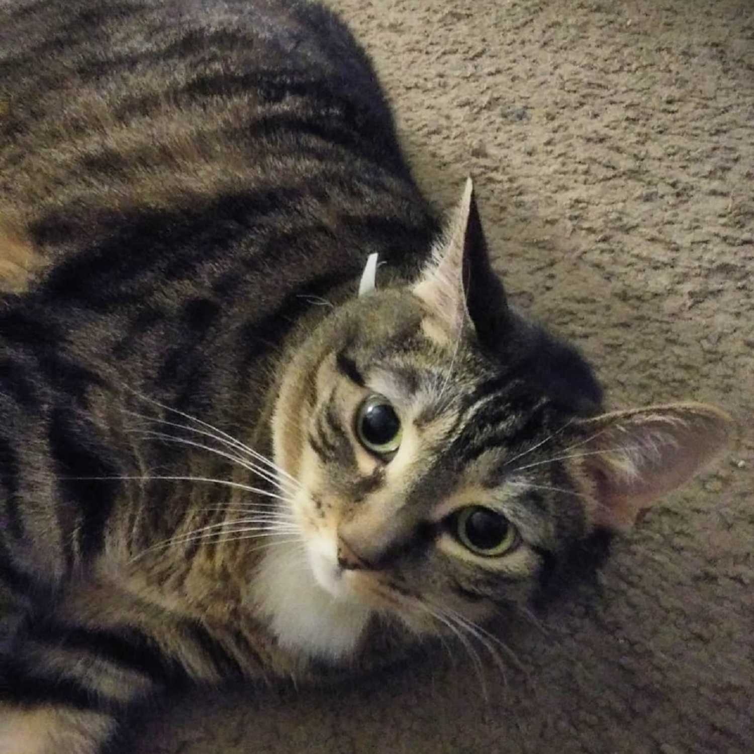 108.3 WGKSRADIO BRINGIN U NEW ARTISTS! KeKoaTheArtist, ft, Selo, Loriuem, River Jordan & David Archuleta! Show1970