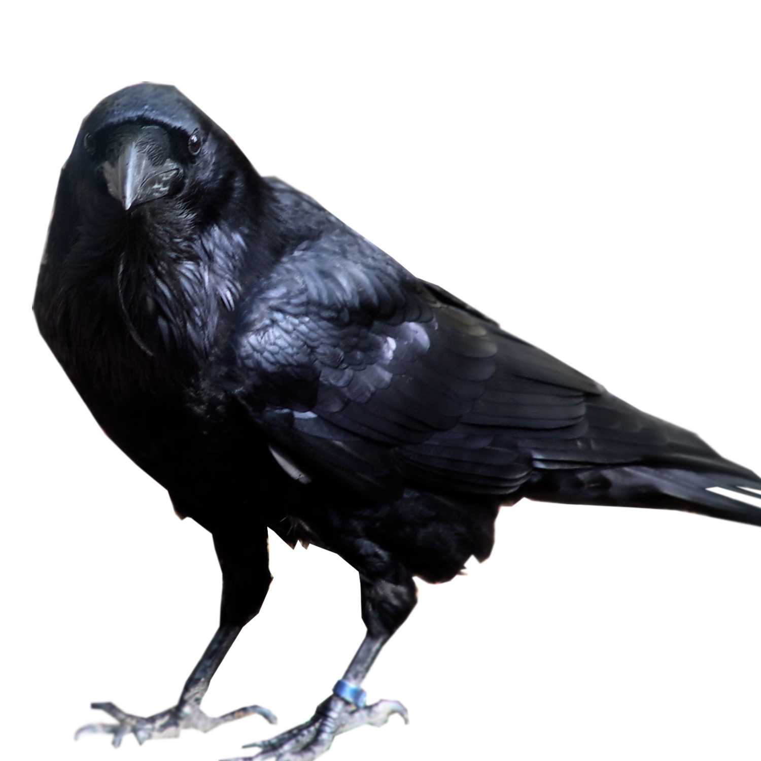 Proyectos del Colegio 