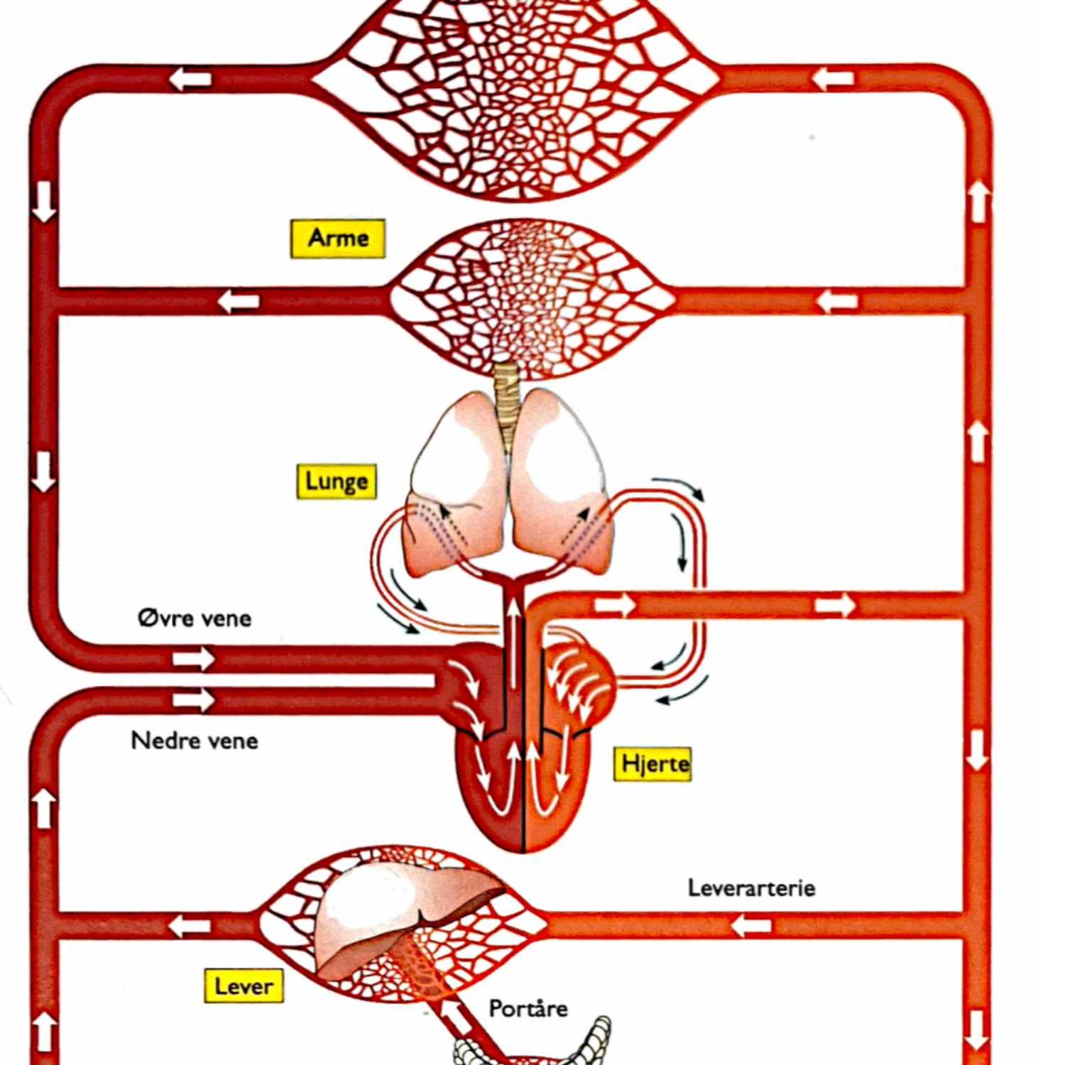 Biologi B - 2h 2023 af Simon Messell