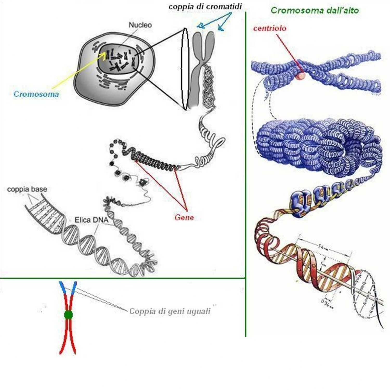 Biologia 3H Scienze Applicate