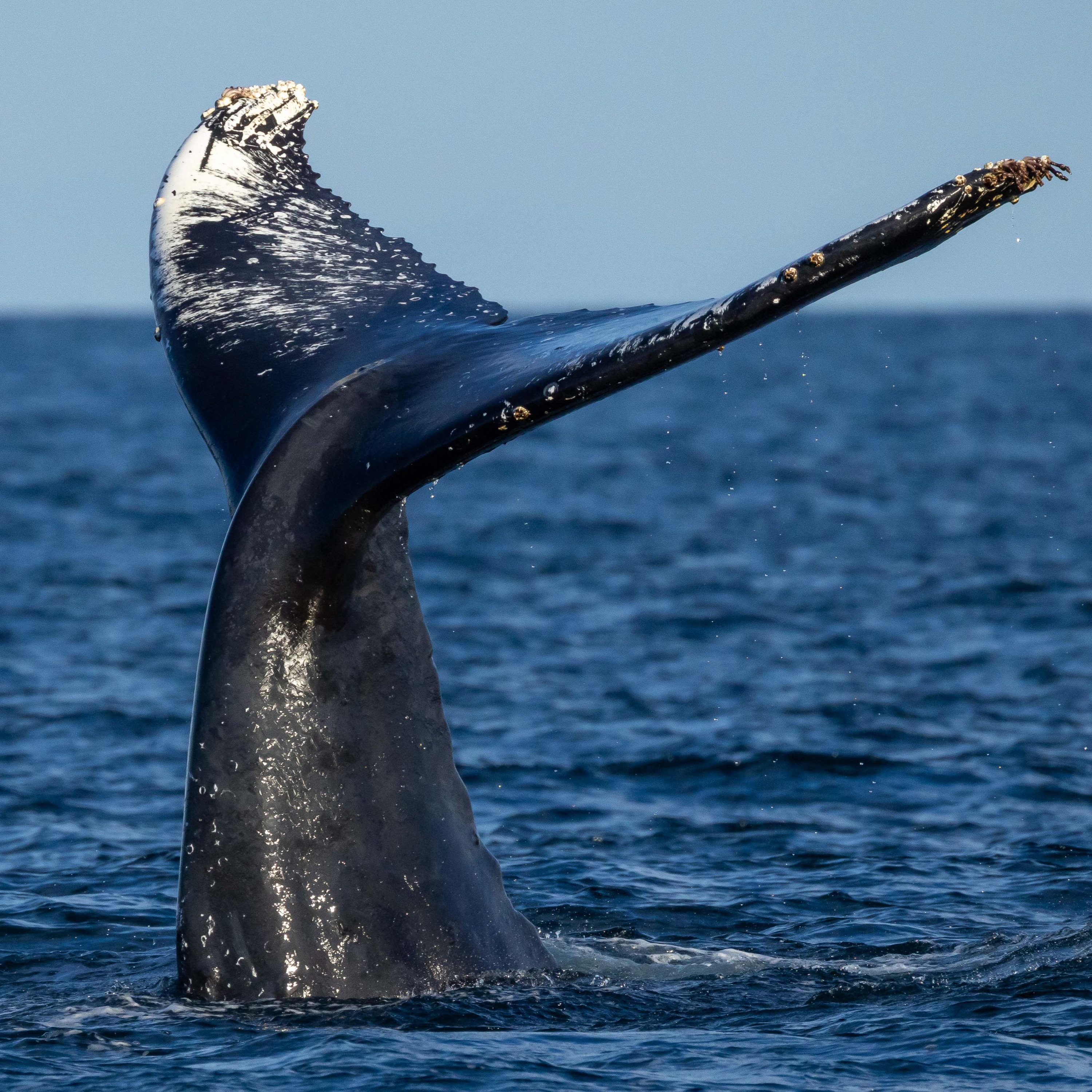 4 Ever Wild: Stories of the Salish Sea and Beyond