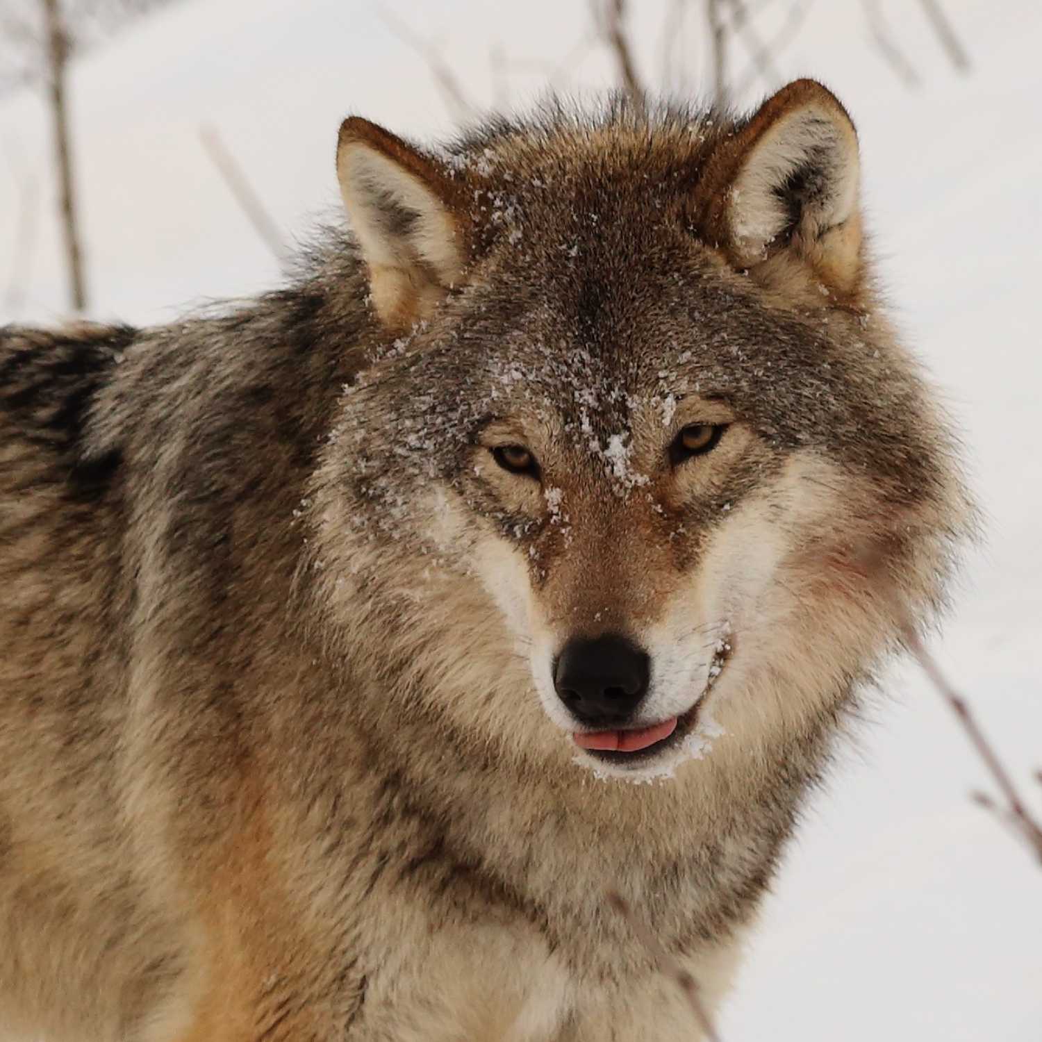 a wolf in prison clothing