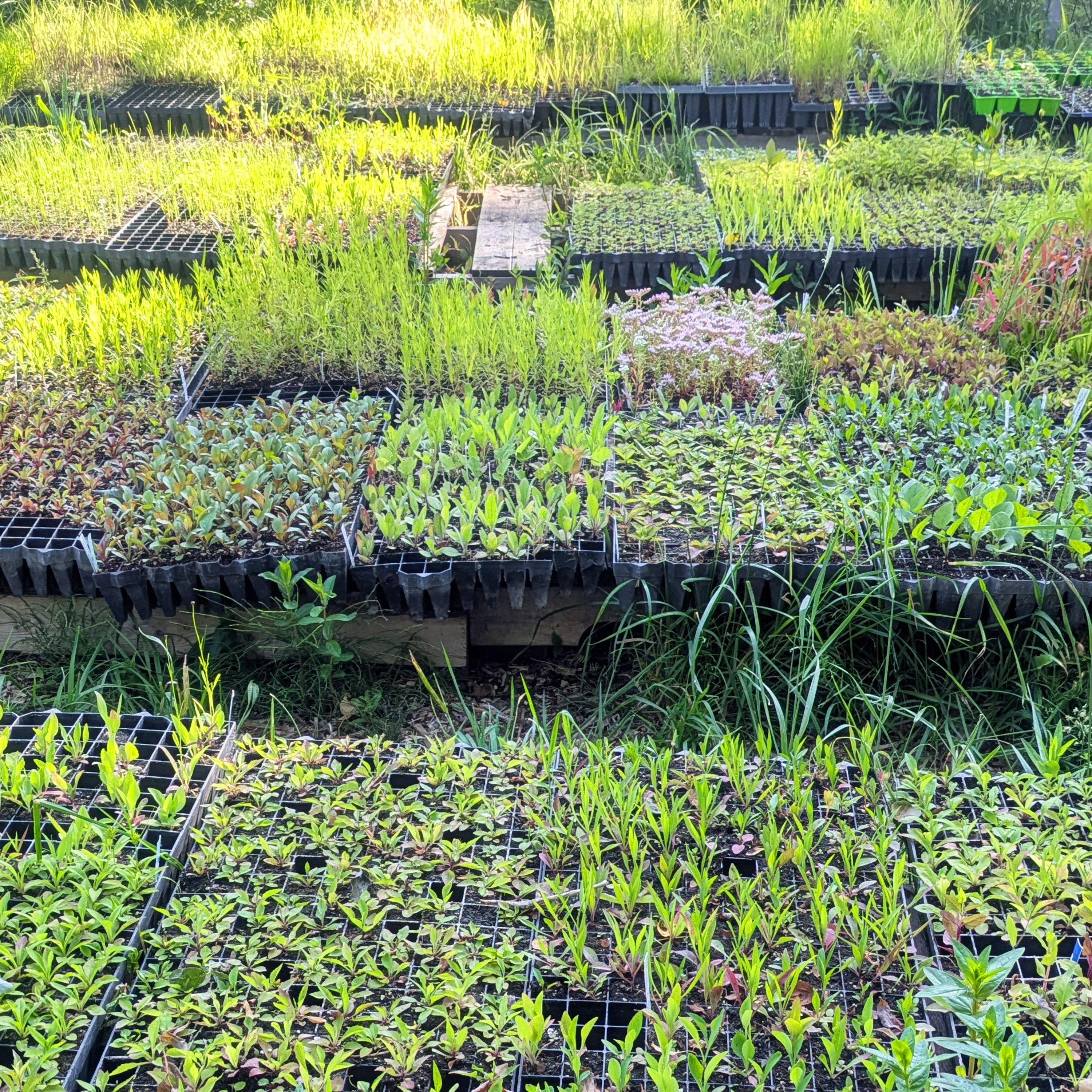 Chats About the Native Plant Nursery cover art