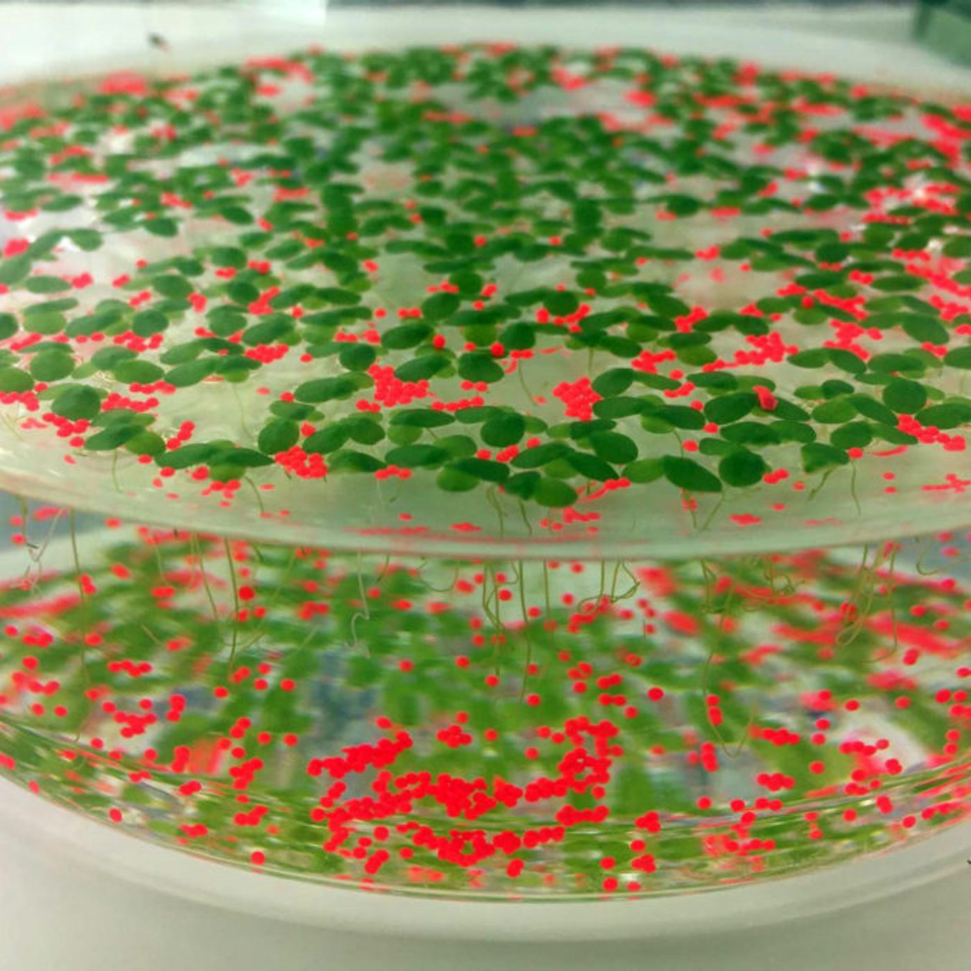 Microplásticos en plantas de agua dulce, cadena trófica y contratos predoctorales, con Alicia Mateos | Actualidad y Empleo Ambiental #25