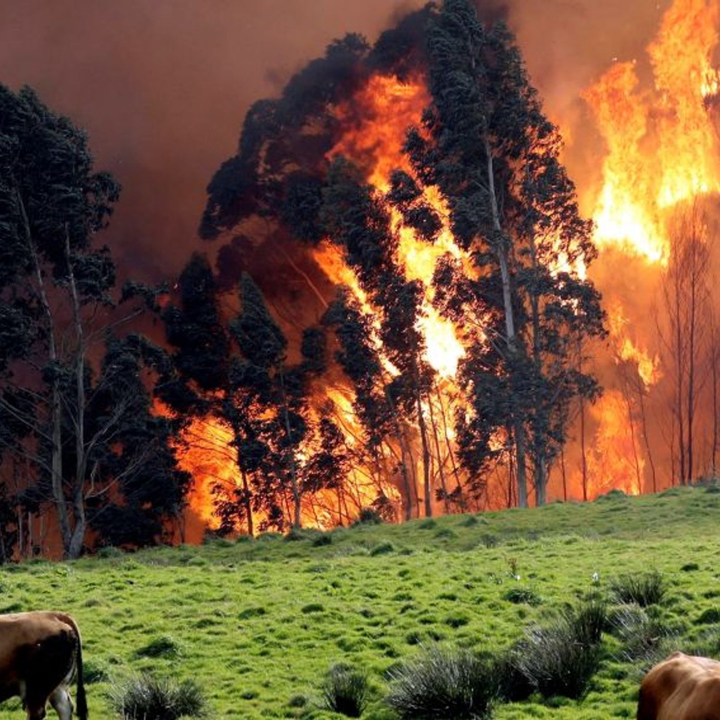 Actualidad y Empleo Ambiental