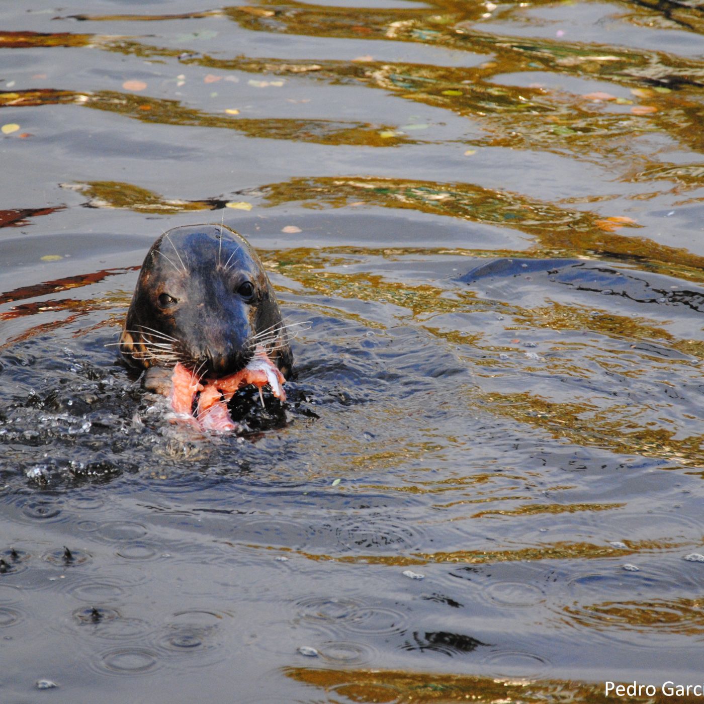 Microplásticos y mamíferos marinos, con Gema Hernandez | Actualidad y Empleo Ambiental #19 - 2/7/19