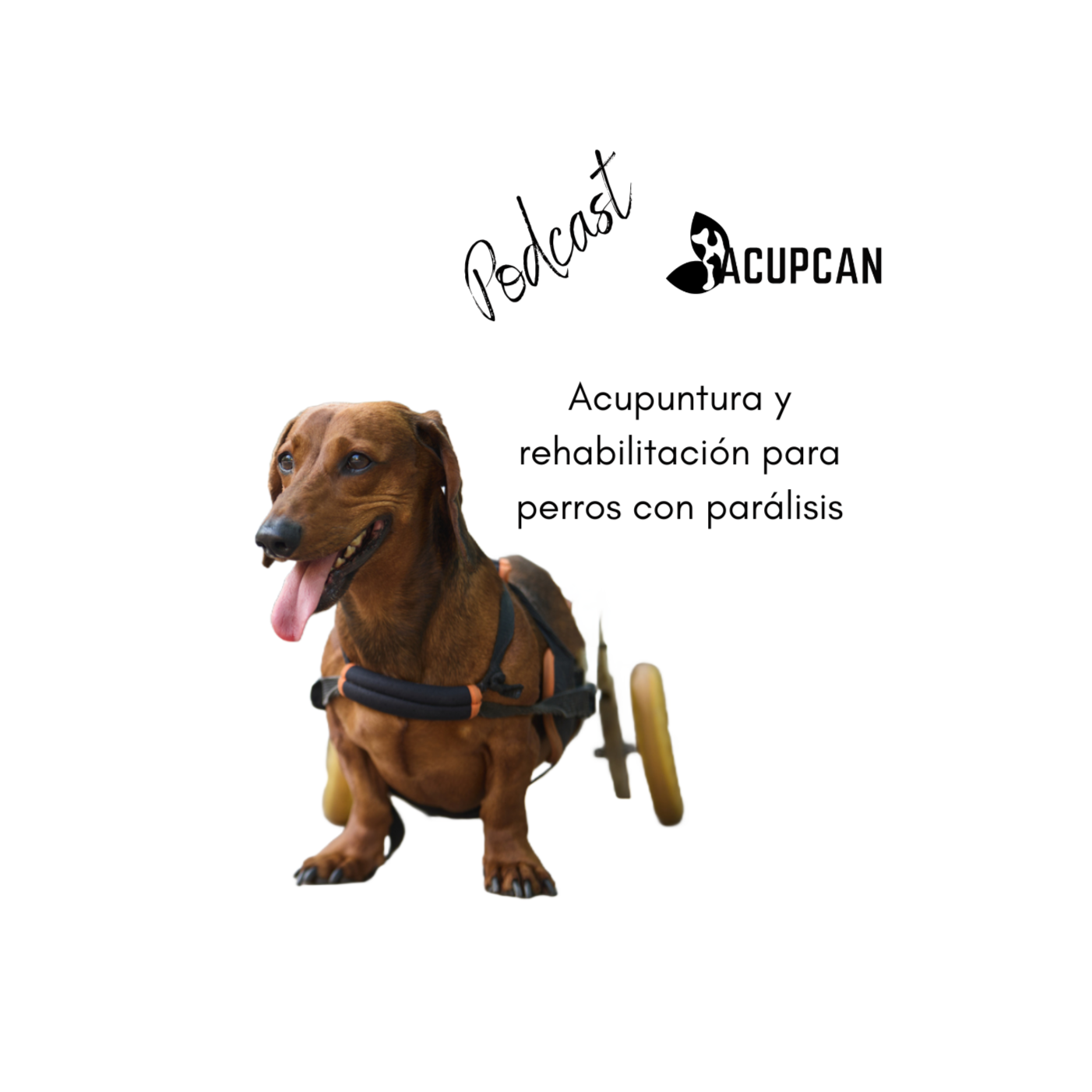 Salud y bienestar Animal más allá de la medicina tradicional