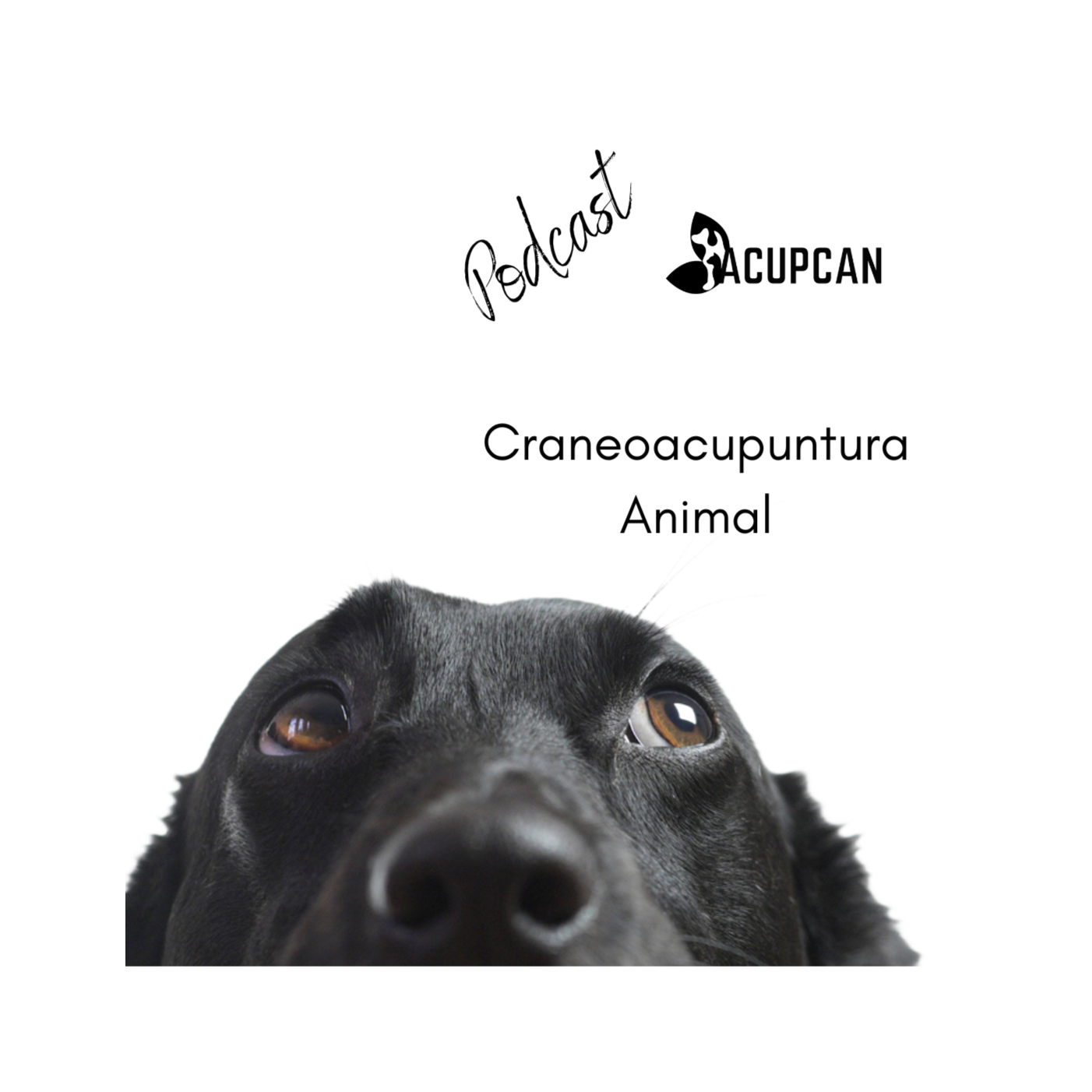 Salud y bienestar Animal más allá de la medicina tradicional