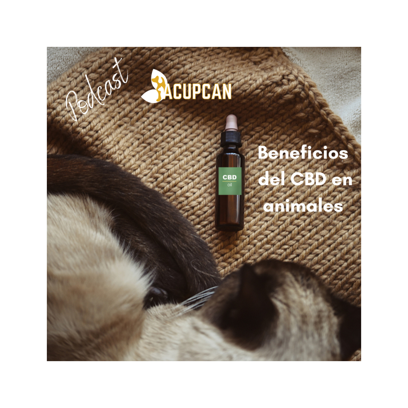 Salud y bienestar Animal más allá de la medicina tradicional