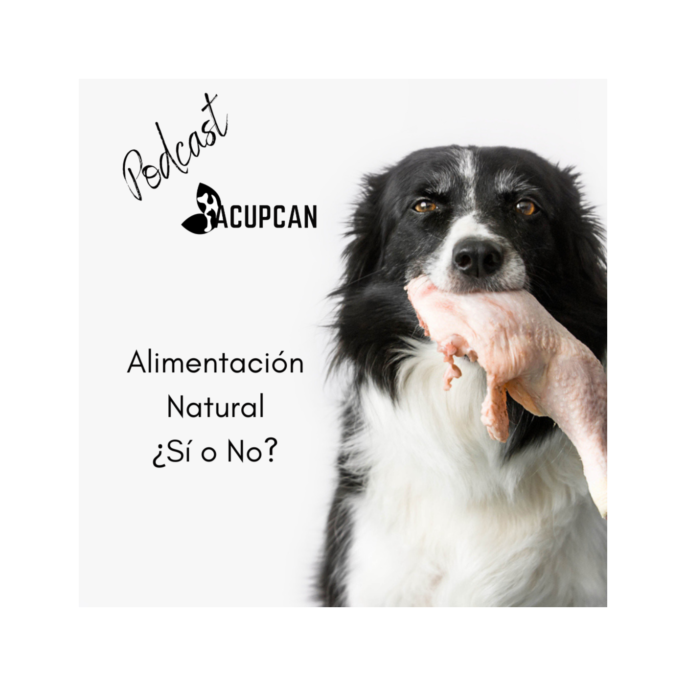 Salud y bienestar Animal más allá de la medicina tradicional