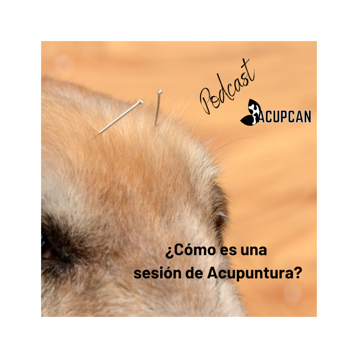 Salud y bienestar Animal más allá de la medicina tradicional