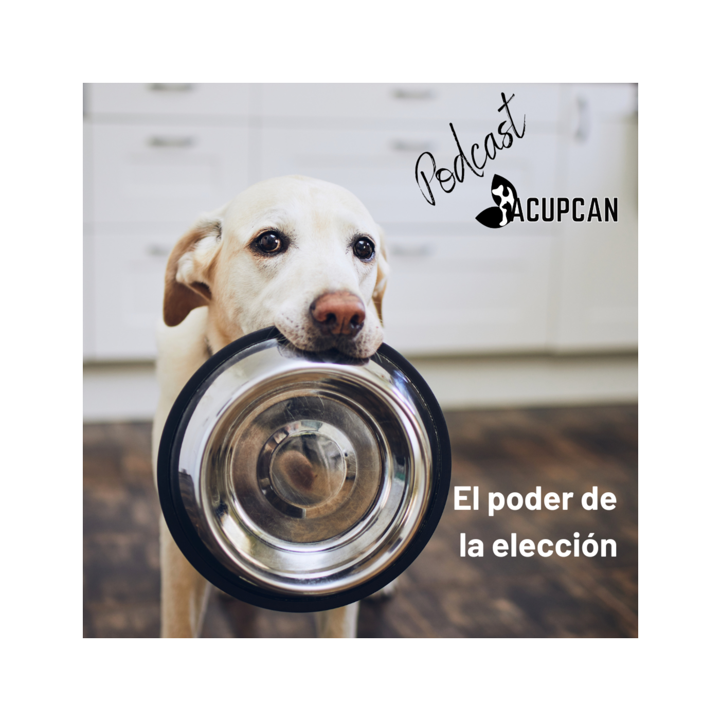 Salud y bienestar Animal más allá de la medicina tradicional