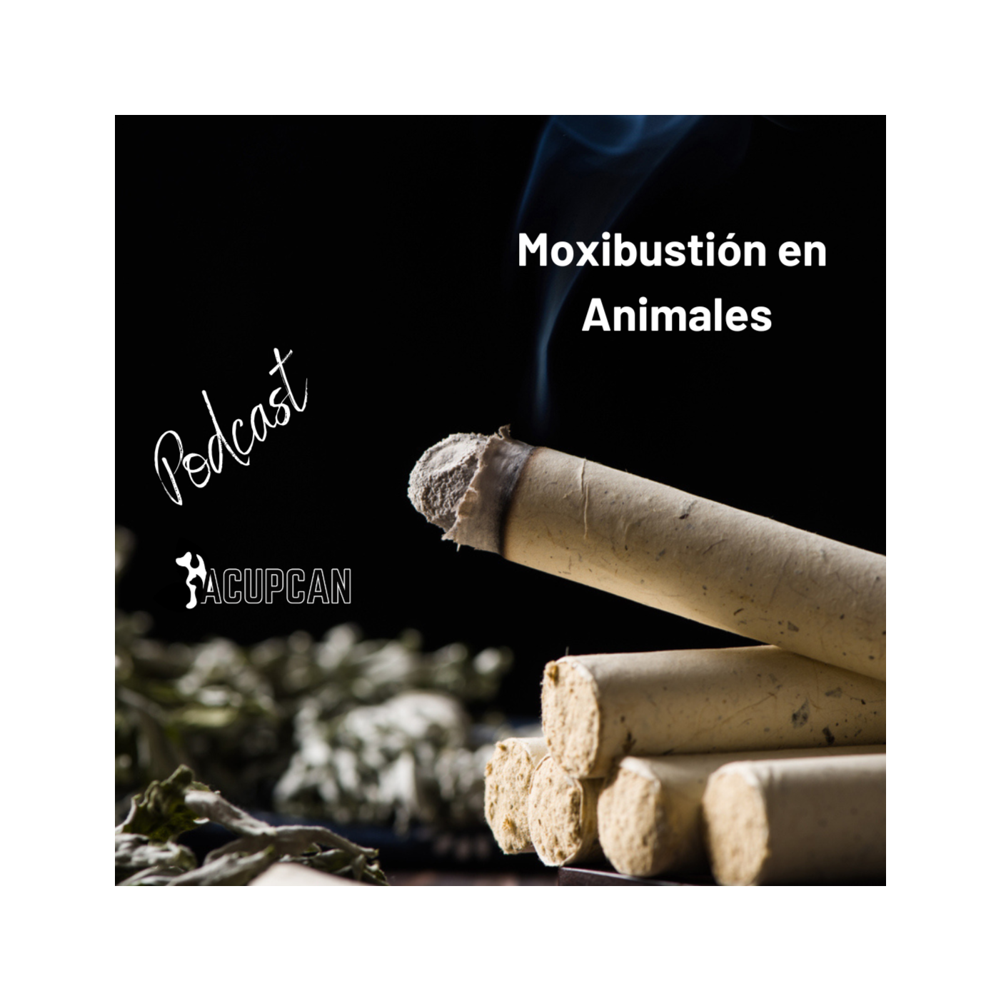 Salud y bienestar Animal más allá de la medicina tradicional