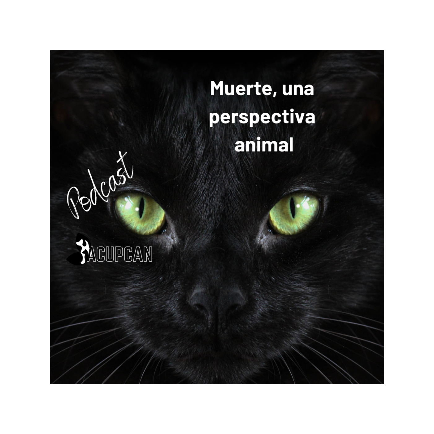 Salud y bienestar Animal más allá de la medicina tradicional