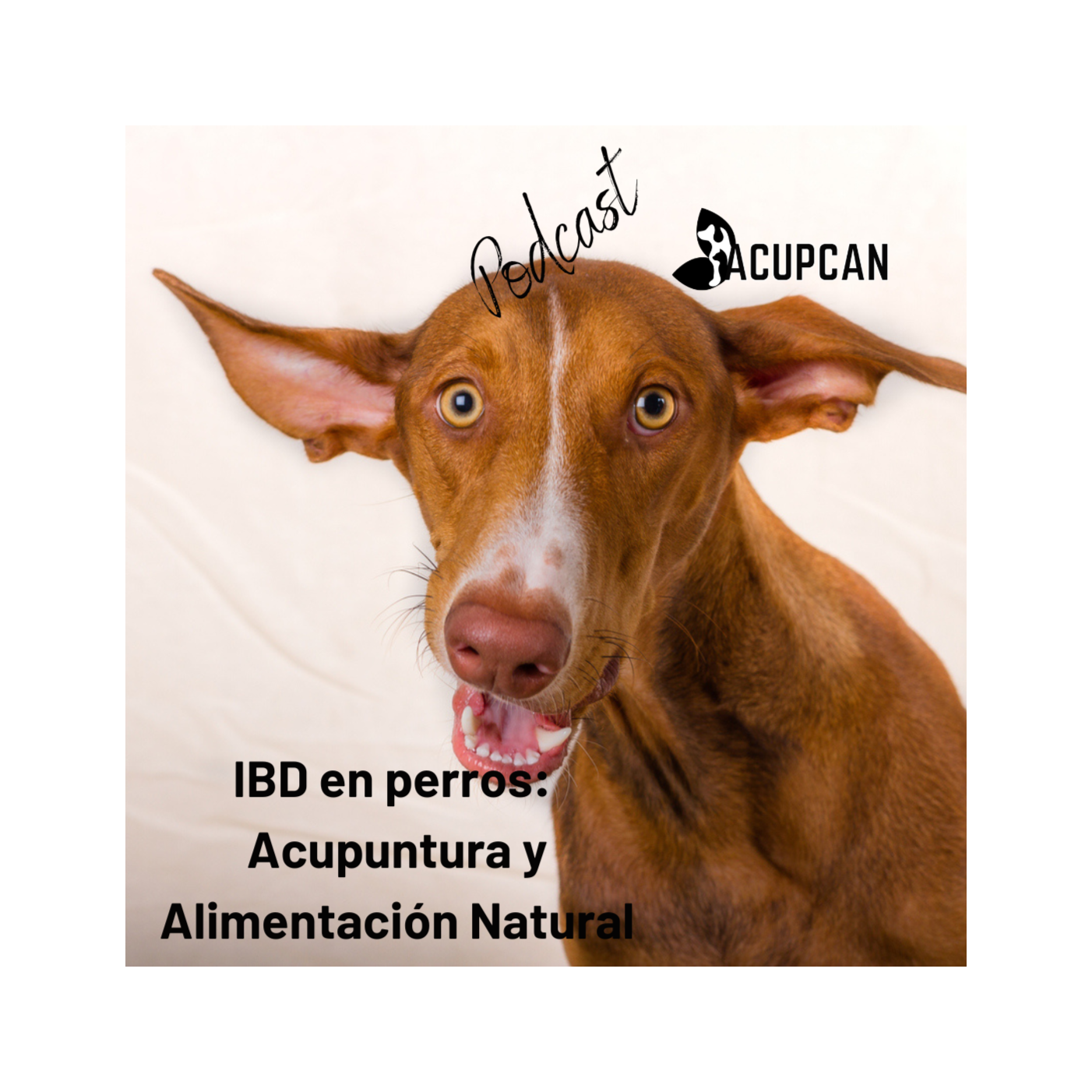 Salud y bienestar Animal más allá de la medicina tradicional
