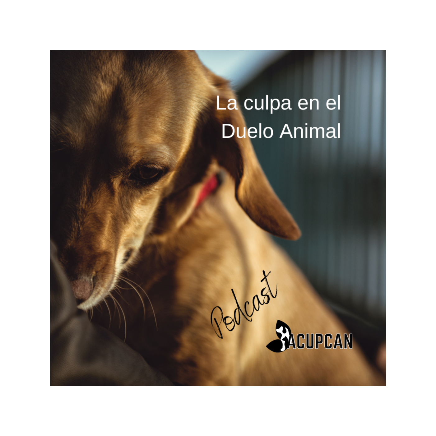 Salud y bienestar Animal más allá de la medicina tradicional