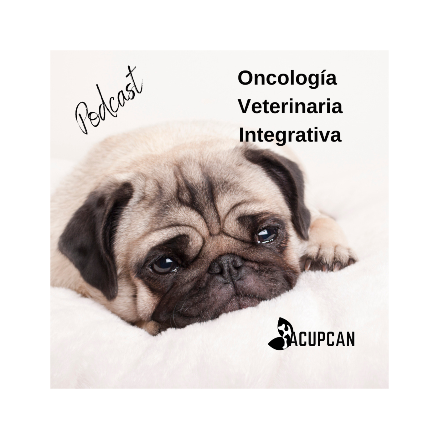 Salud y bienestar Animal más allá de la medicina tradicional