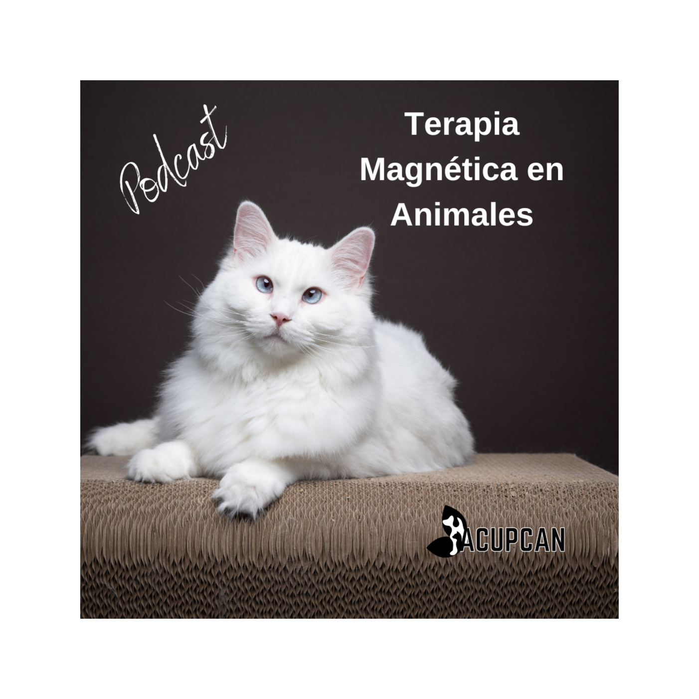 Salud y bienestar Animal más allá de la medicina tradicional