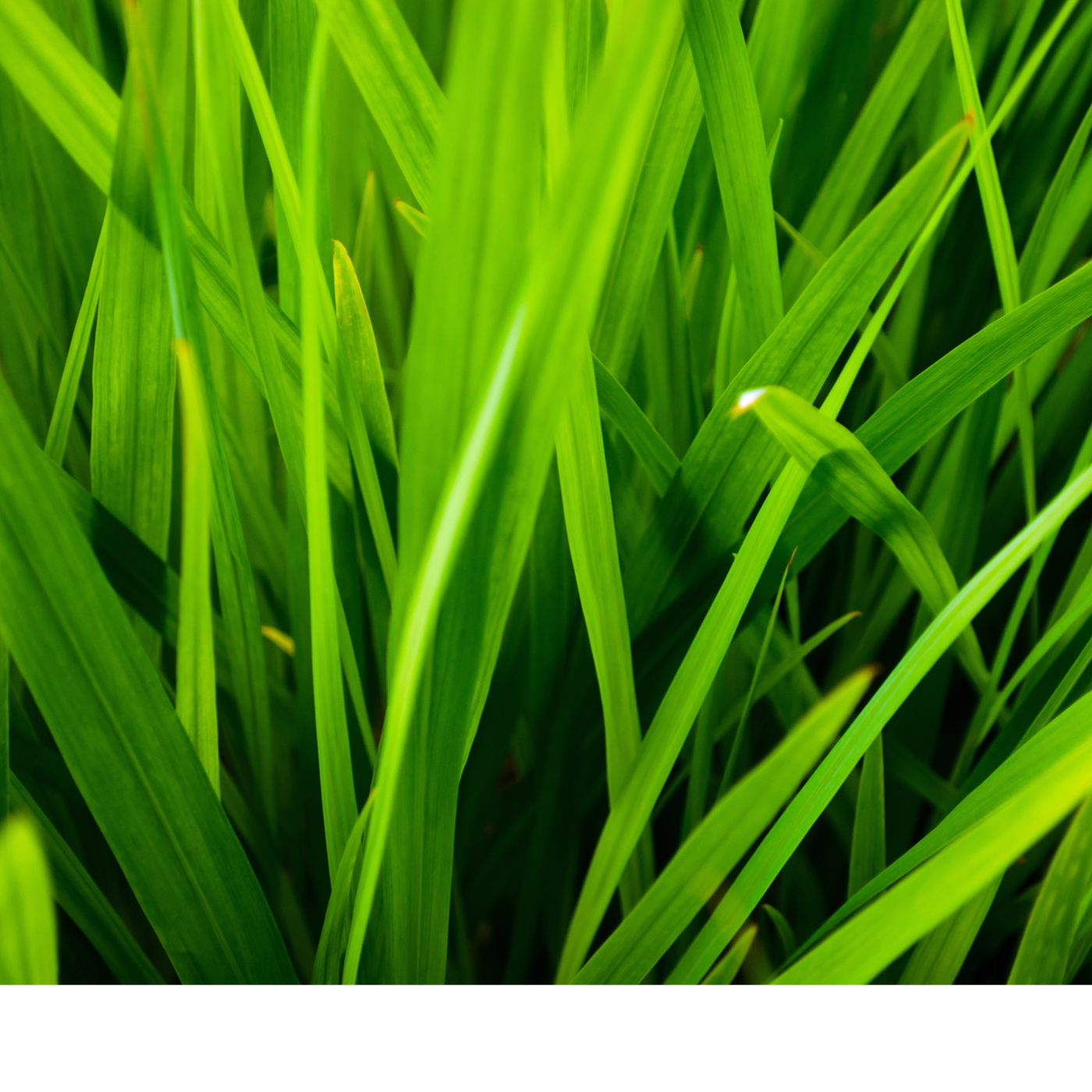 ADDBIBLE® Daniel 4 - King Nebuchadnezzar Eats Grass