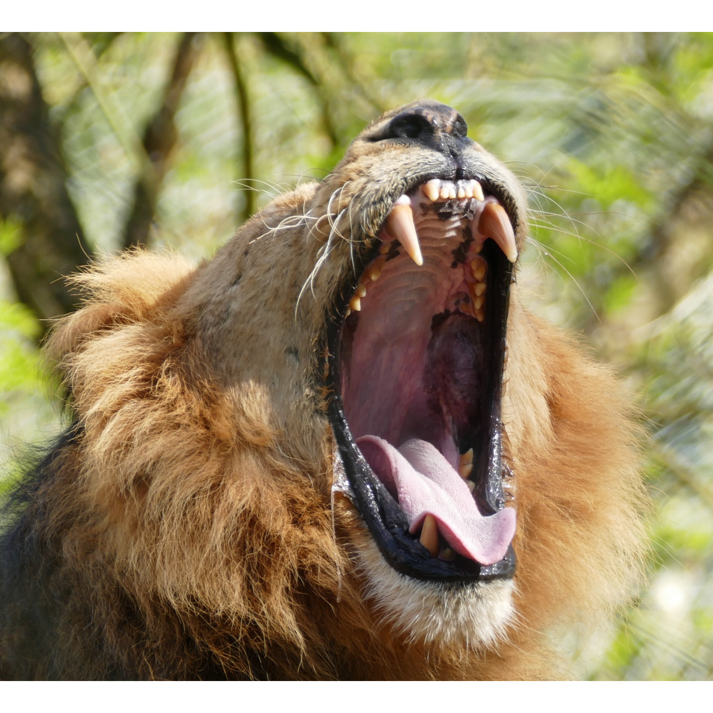 ADDBIBLE® Amos 3 - In the Mouth of a Lion