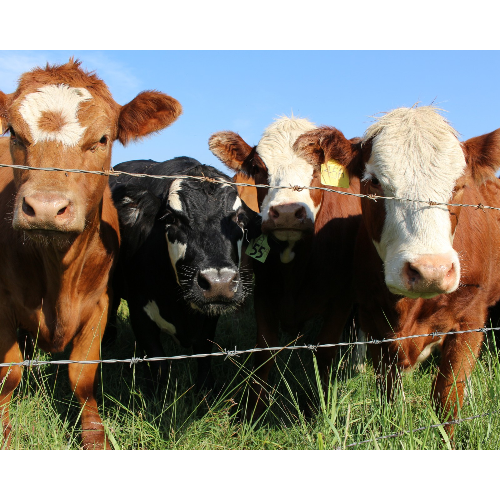 ADDBIBLE® Zechariah 11 - Doomed to Slaughter