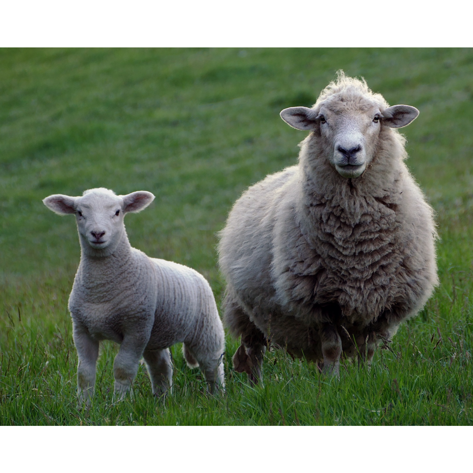 ADDBIBLE® Zechariah 13 - Shepherds