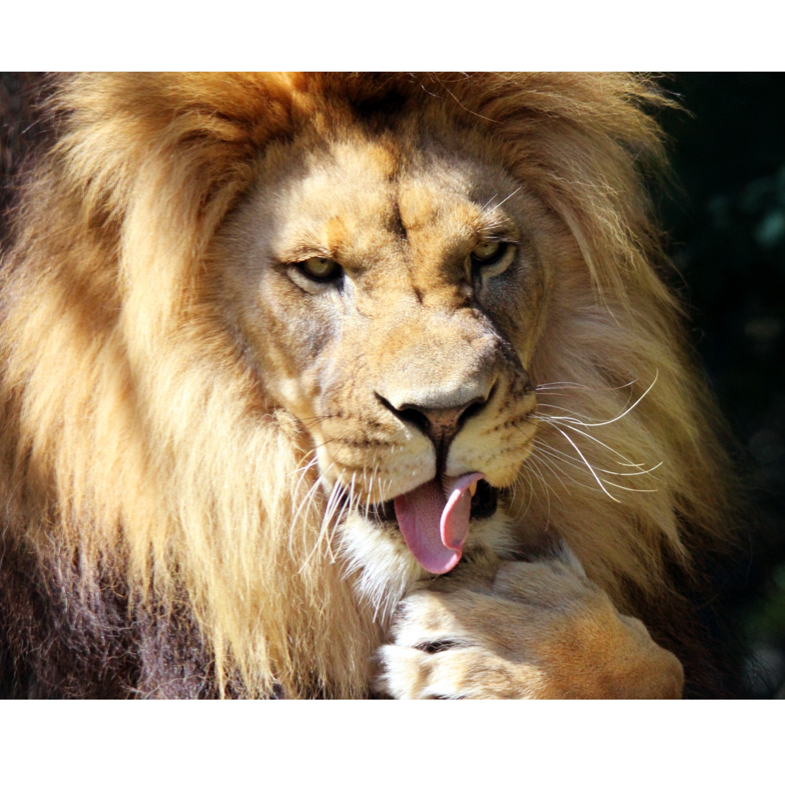 ADDBIBLE® 1 Corinthians 14 - Tongues