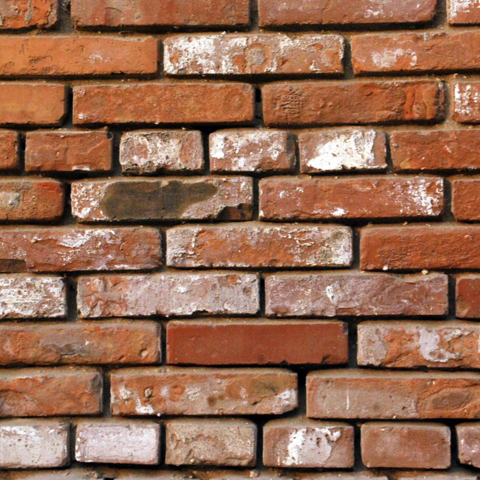 ADDBIBLE® 1 Corinthians 15 - Immoveable