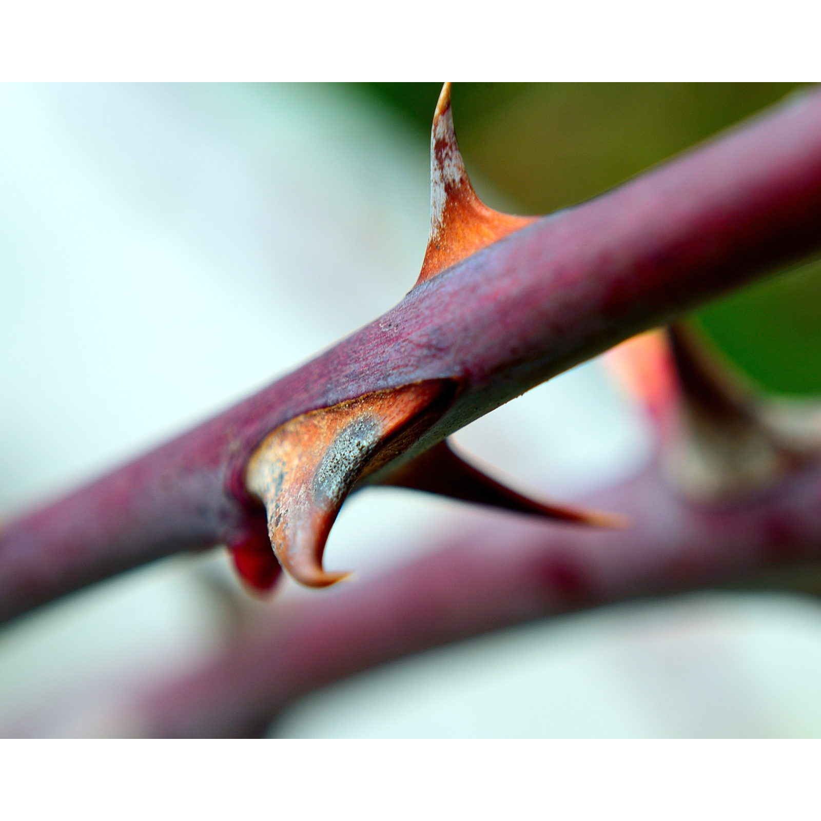 ADDBIBLE® 2 Corinthians 12 - A Thorn in Our Flesh