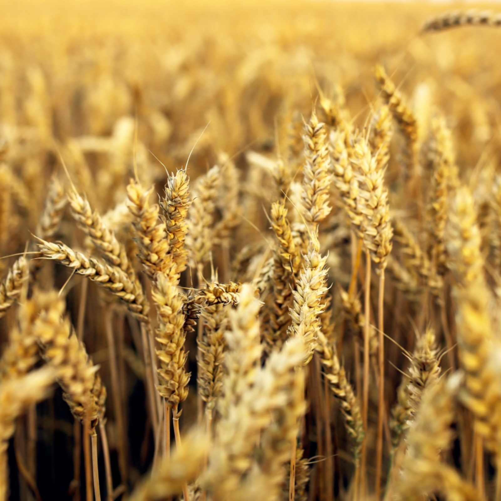 ADDBIBLE® Leviticus 2 - Grain Offerings