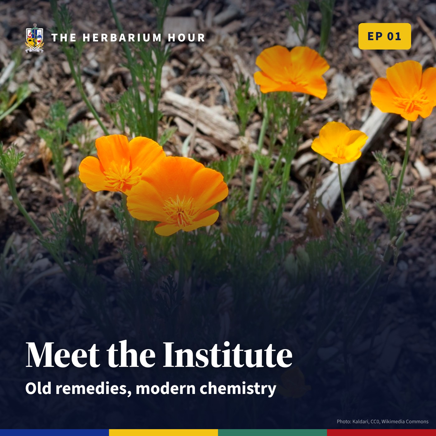 The Herbarium Hour: Old Remedies, Modern Chemistry: Meet the Institute