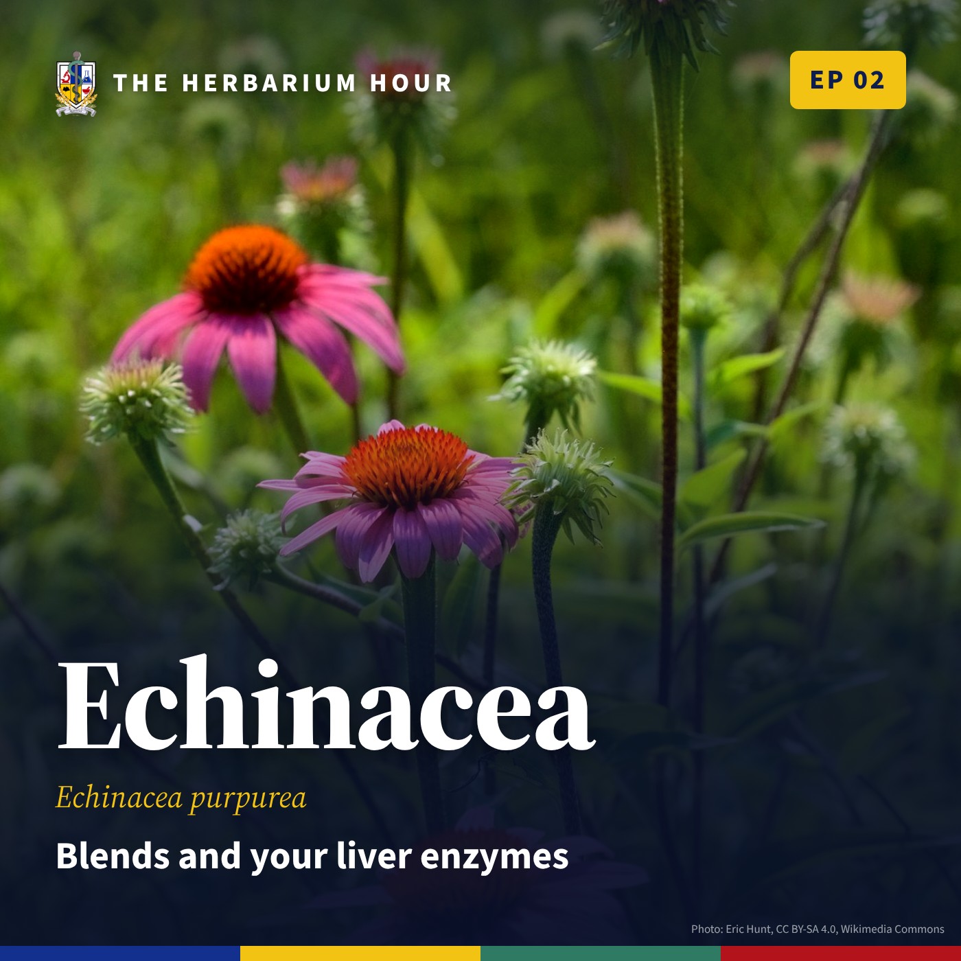The Herbarium Hour: Echinacea Blends and Your Liver Enzymes