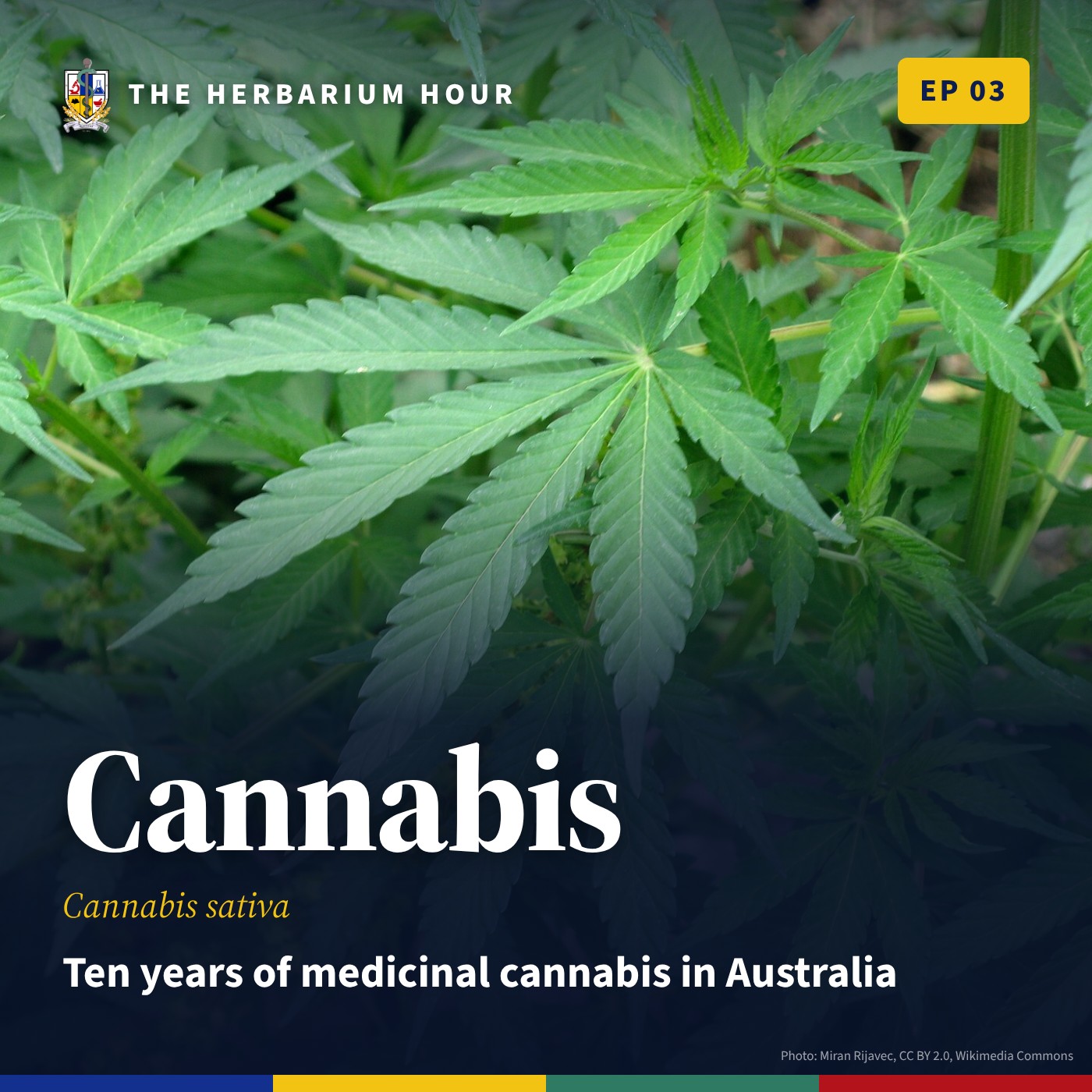 The Herbarium Hour: Medicinal Cannabis in Australia, Ten Years On: What Worked, What Didn't and What Comes Next