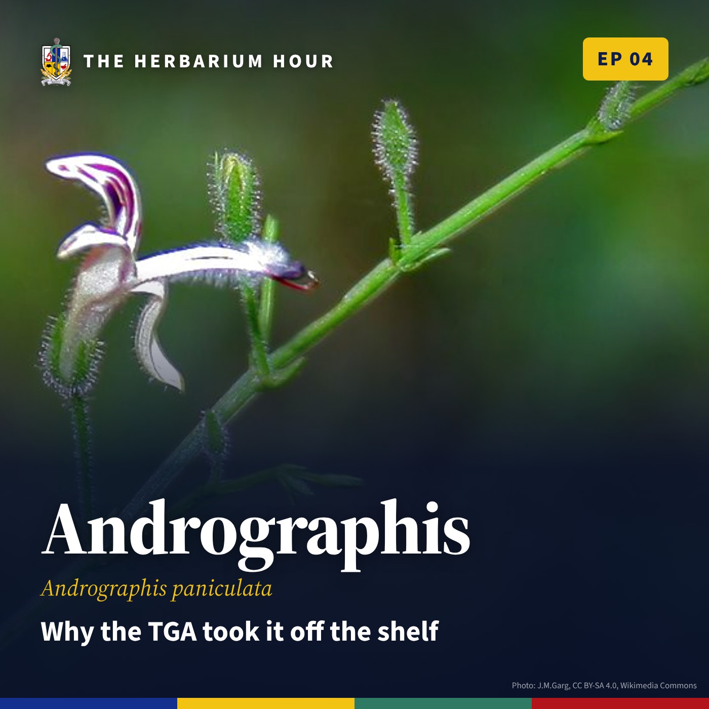 The Herbarium Hour: Why the TGA Took Andrographis Out of Listed Medicines