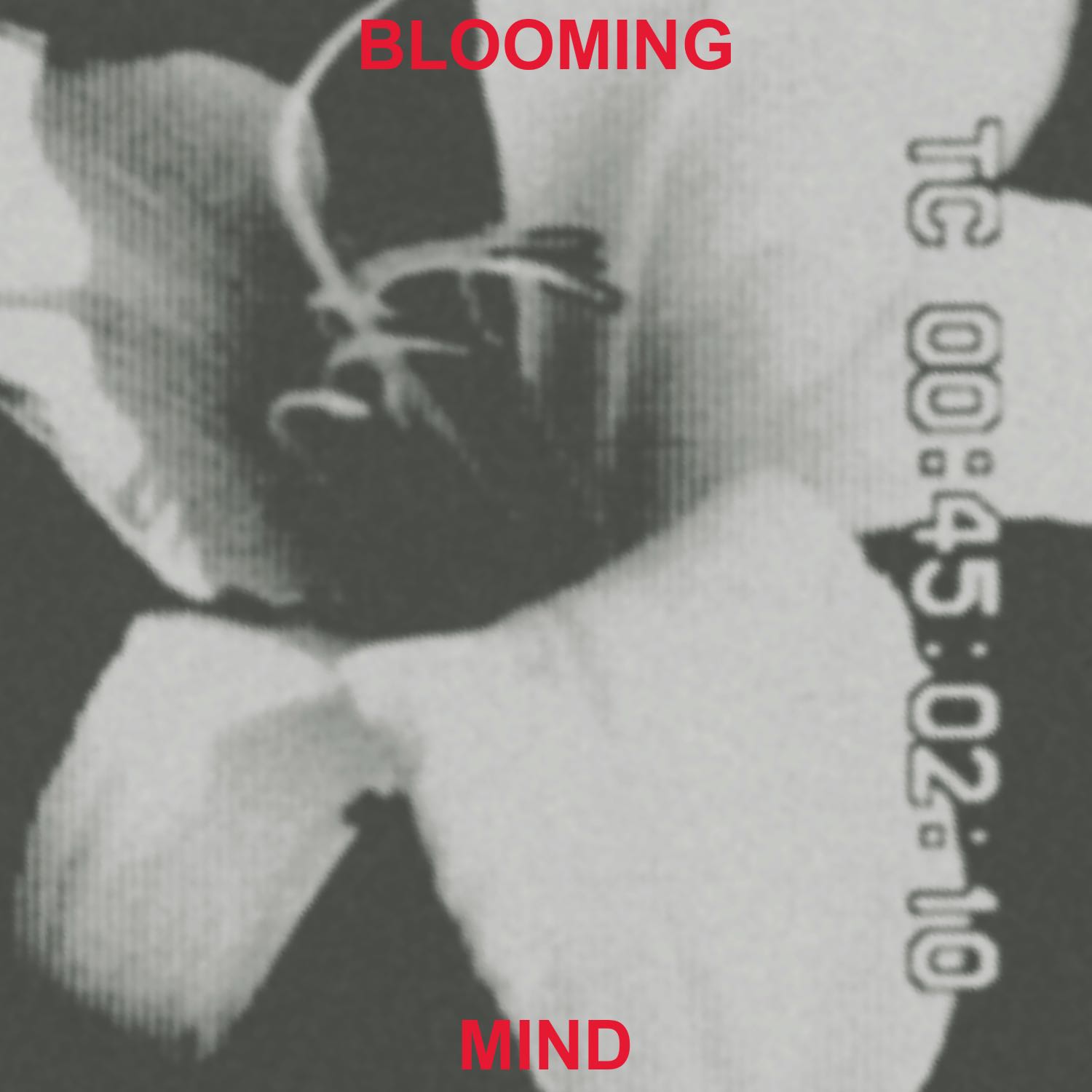 Aleyna’s blooming mind podcast artwork