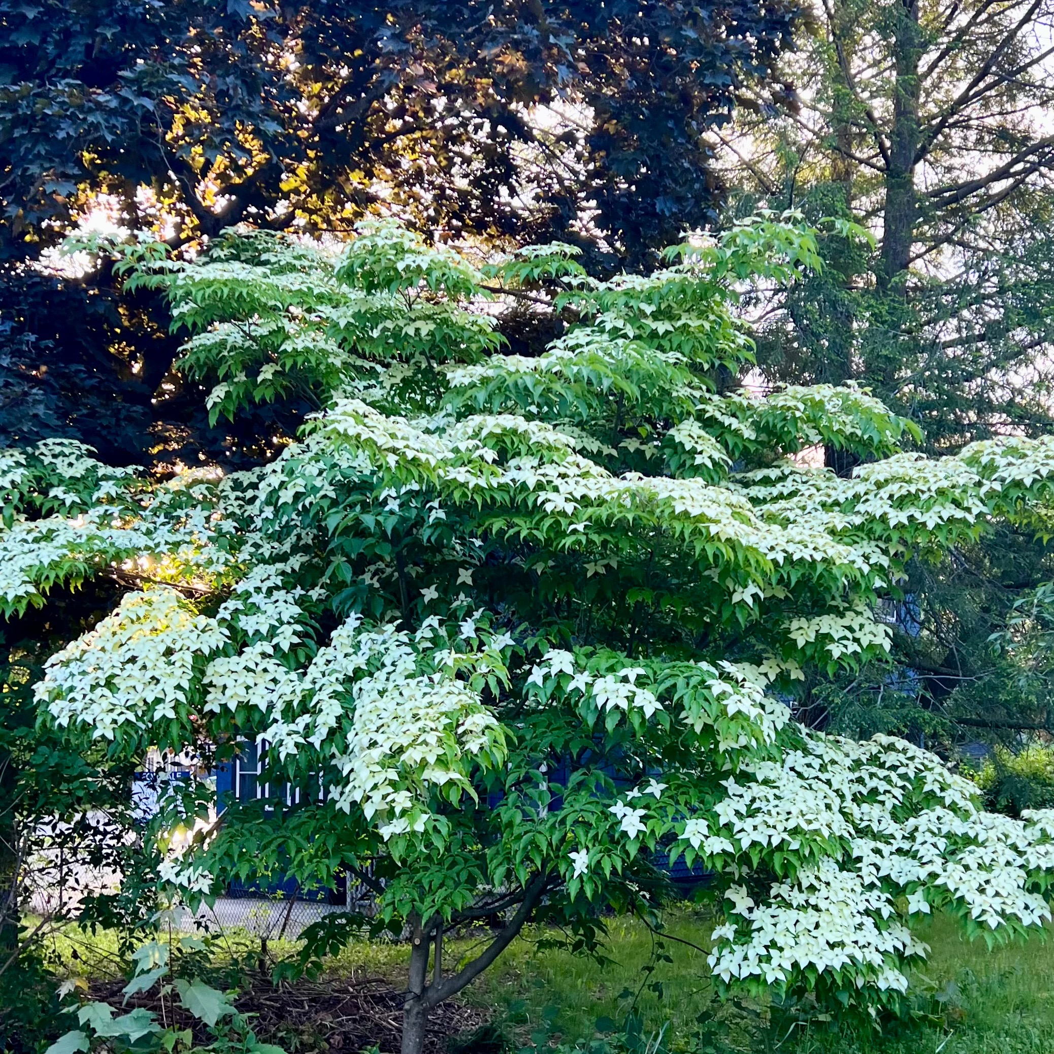 Day 410/46: Feeling Fragile and Restricted… Still Smelling the Dogwood… episode artwork