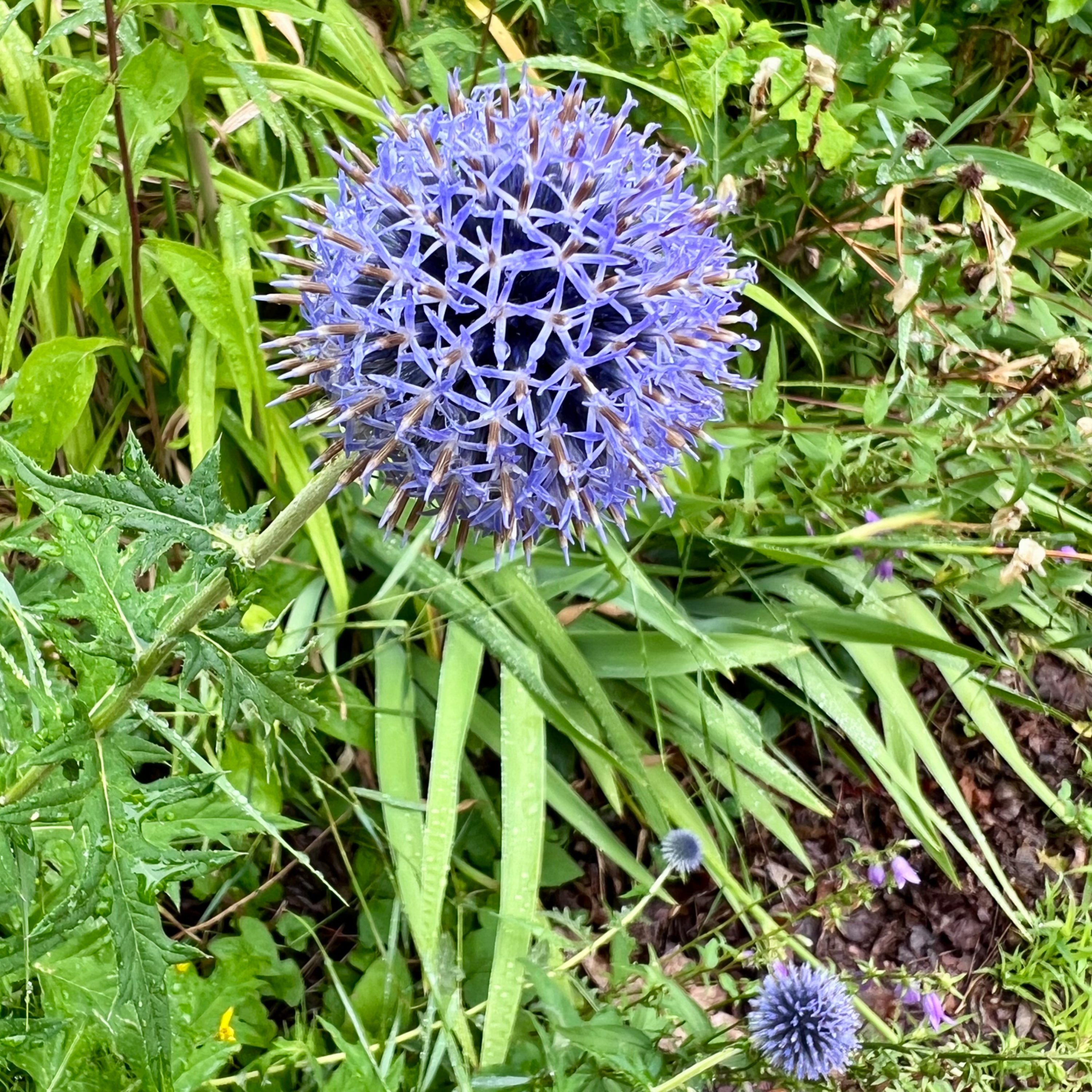 Day 453/89: Toroidal Donuts and Globe Thistle  episode artwork