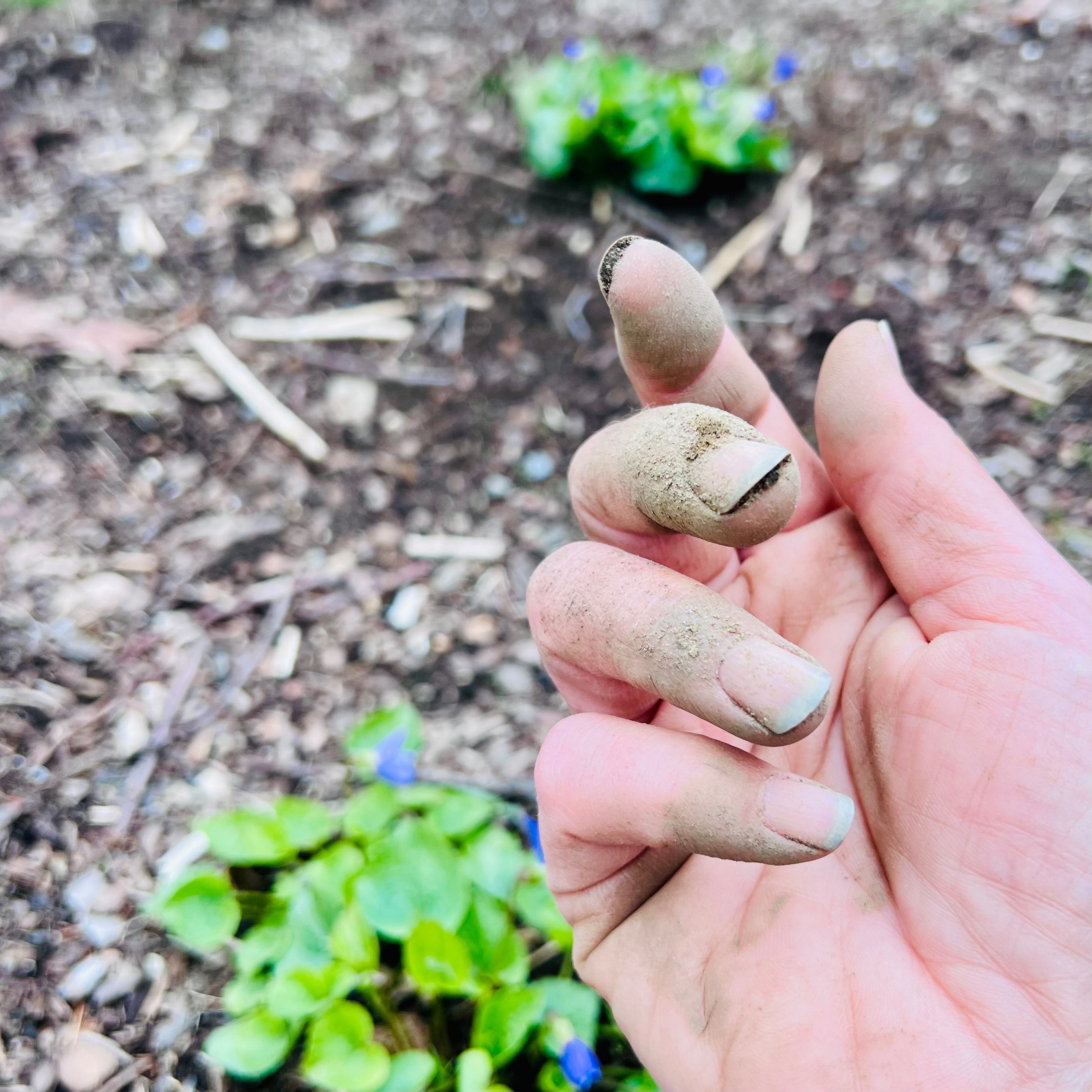 Day 496/132: LISTEN AGAIN… Transplanting God’s Violets… episode artwork