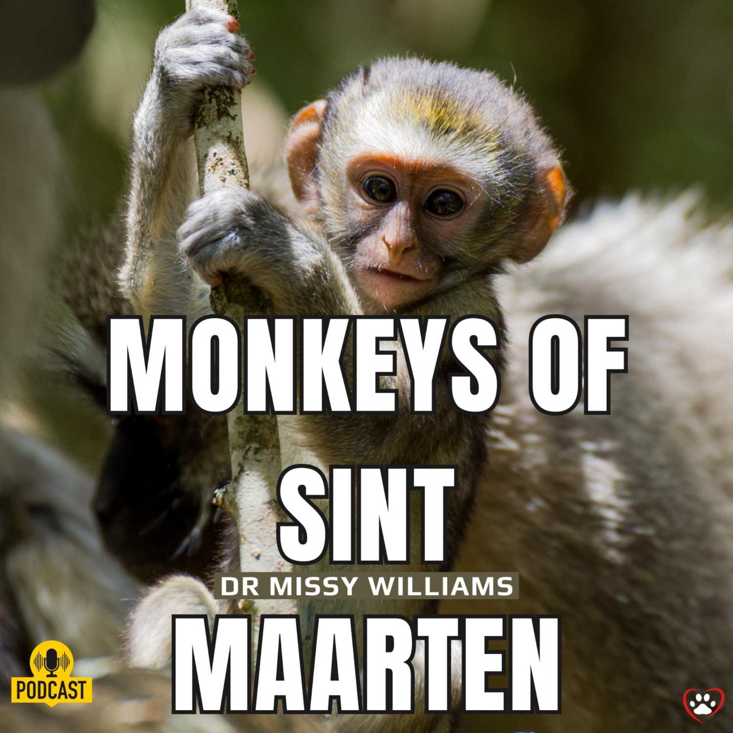 Death sentence handed to wild monkeys of Sint Maarten, can we still save them?