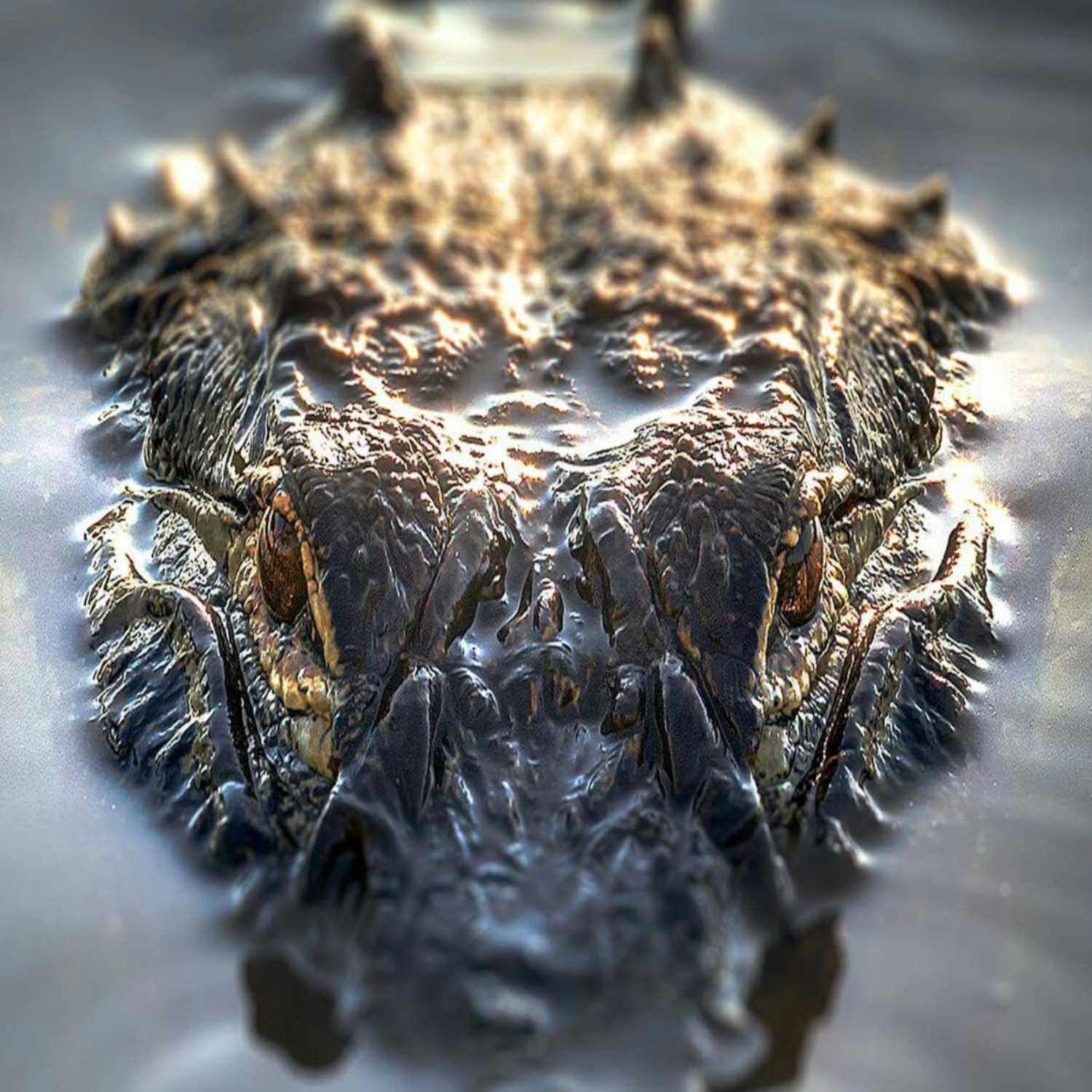 Alligator Couch Pod