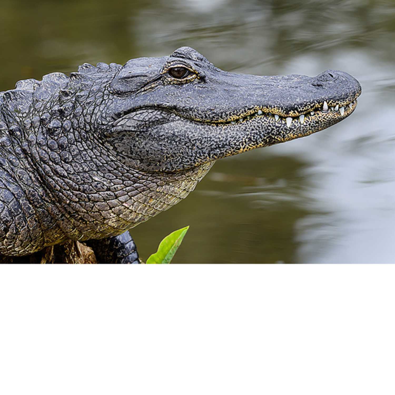 Alligator Couch Pod