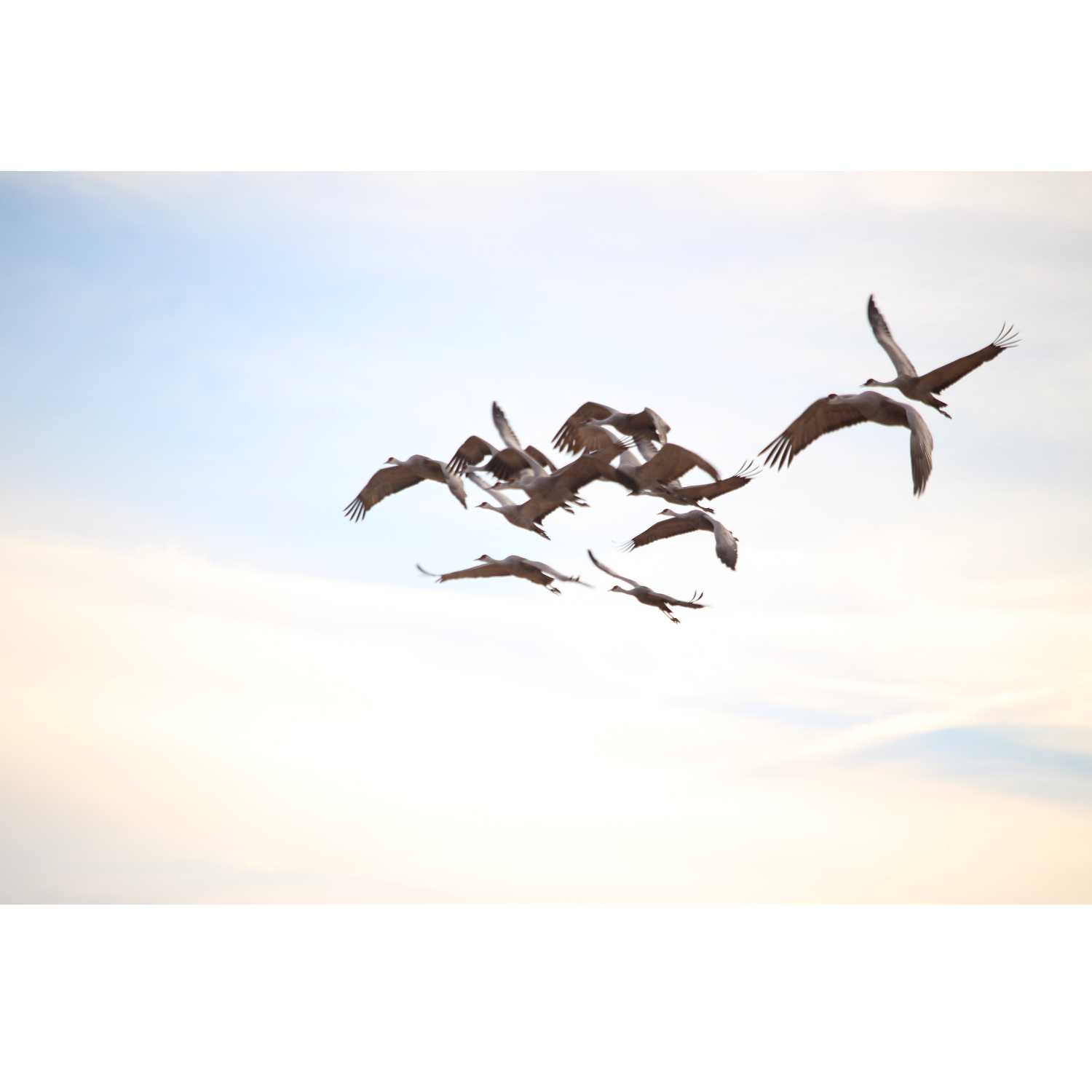 Ancient Wisdom of the Cranes 