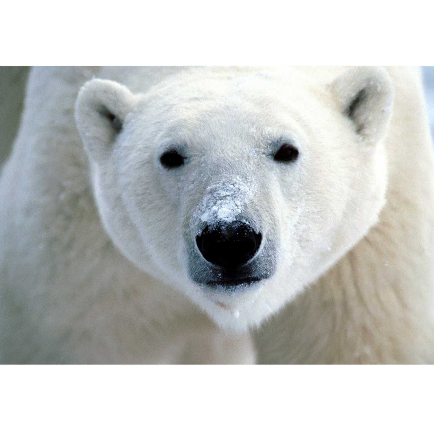 Hopeful Environmentalist