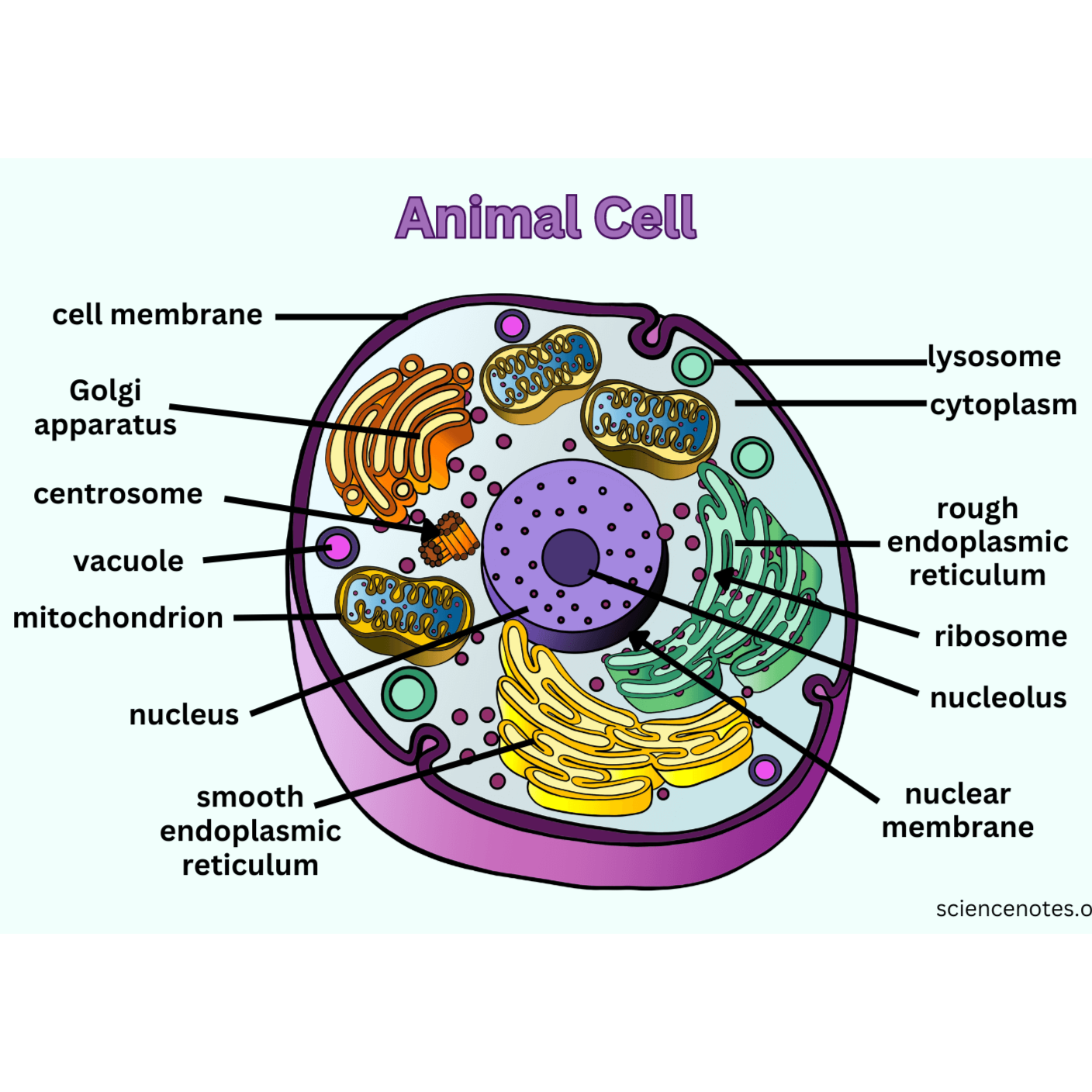 Animal cells