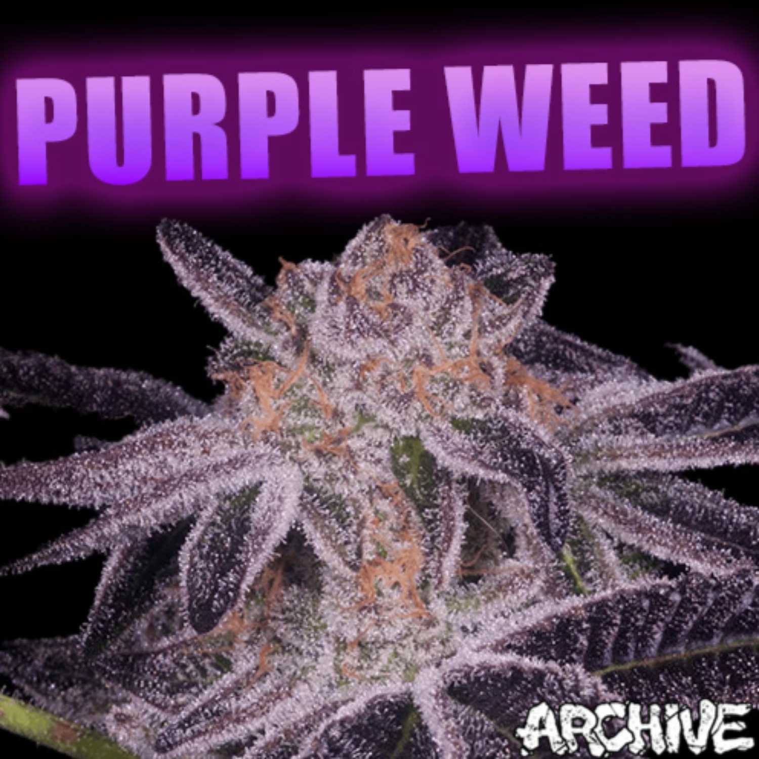 The Evolution of "Purple" Cannabis (Urkle, GDP, Purple Kush, etc) episode artwork