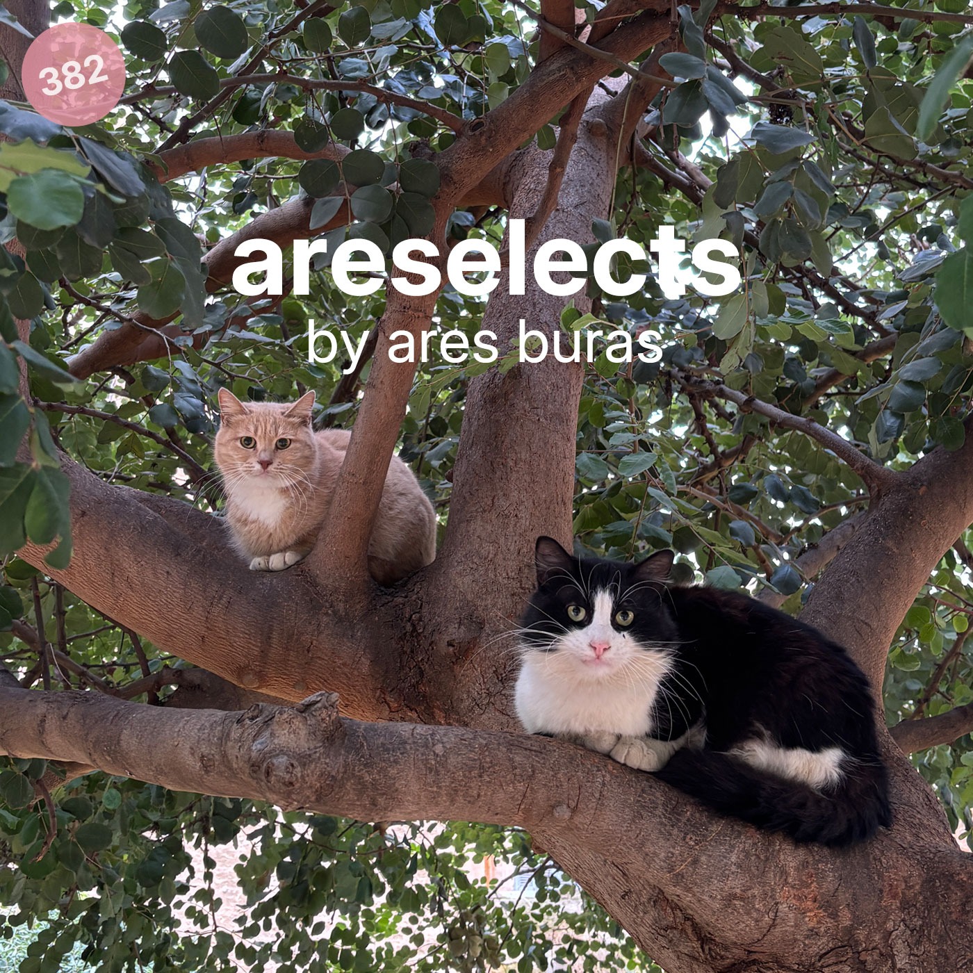 areselects 382 | Rodon fm 95 episode artwork