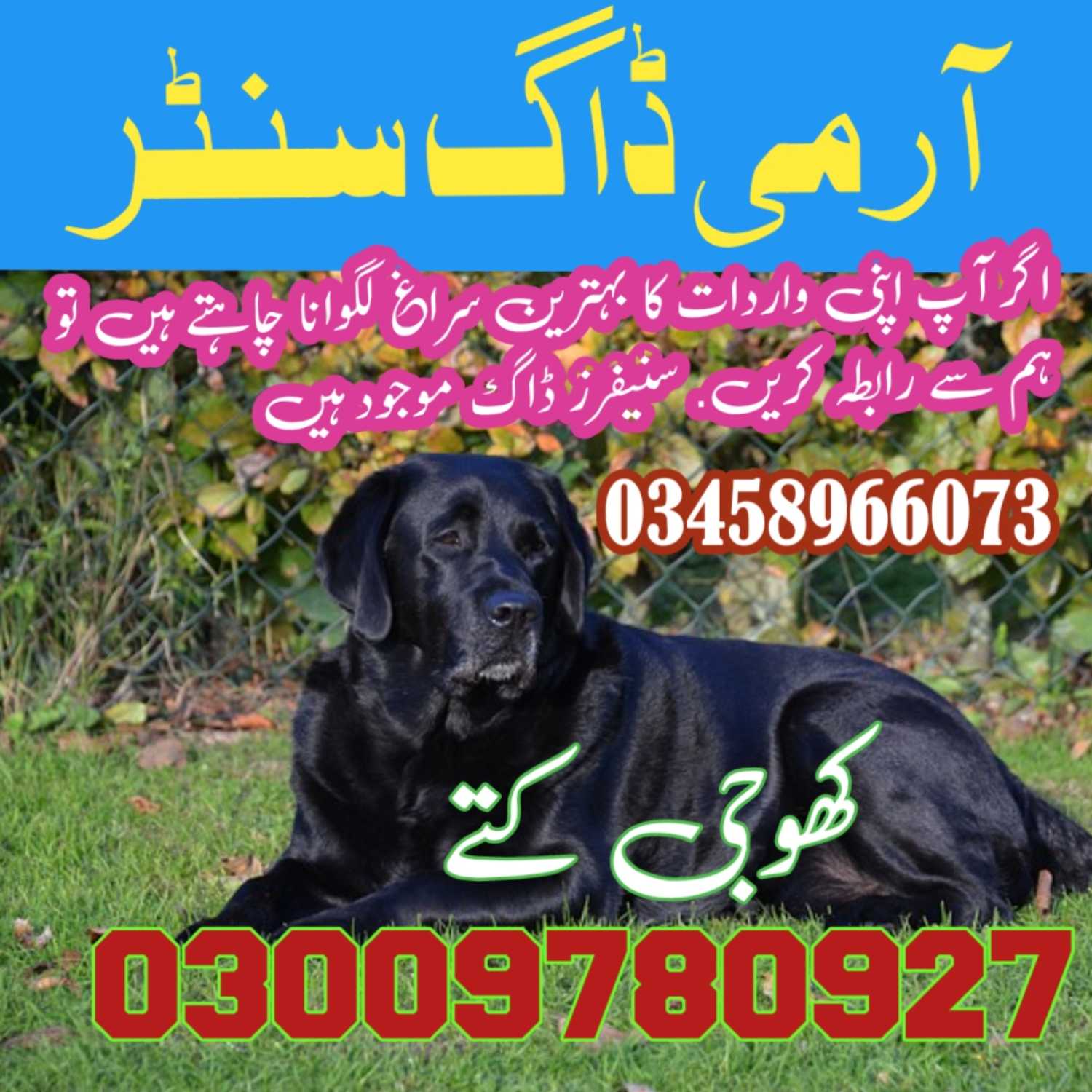 Army Dog Center Islamabad 03009780927 episode artwork