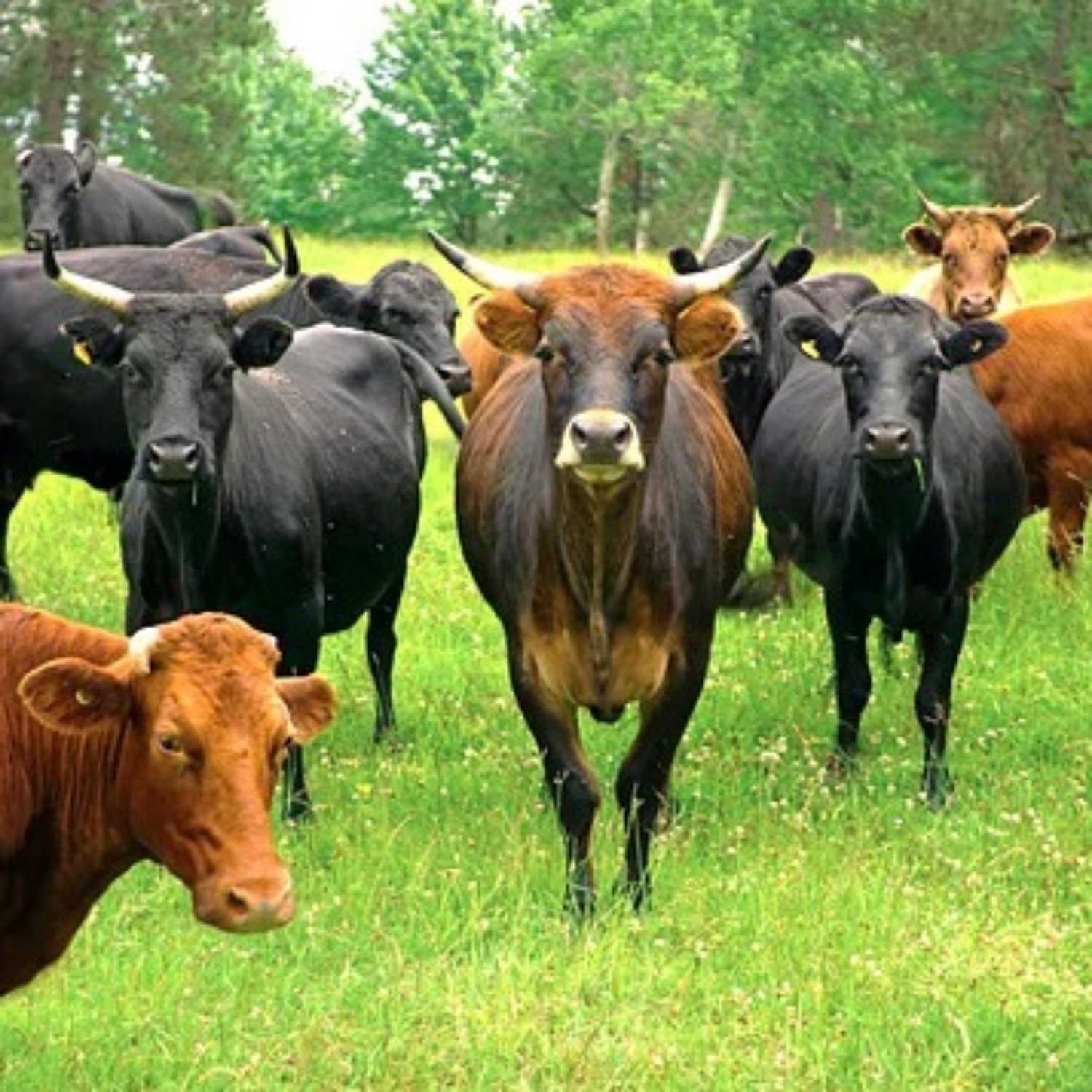 What Kind of Meat is Prohibited for Gentiles?