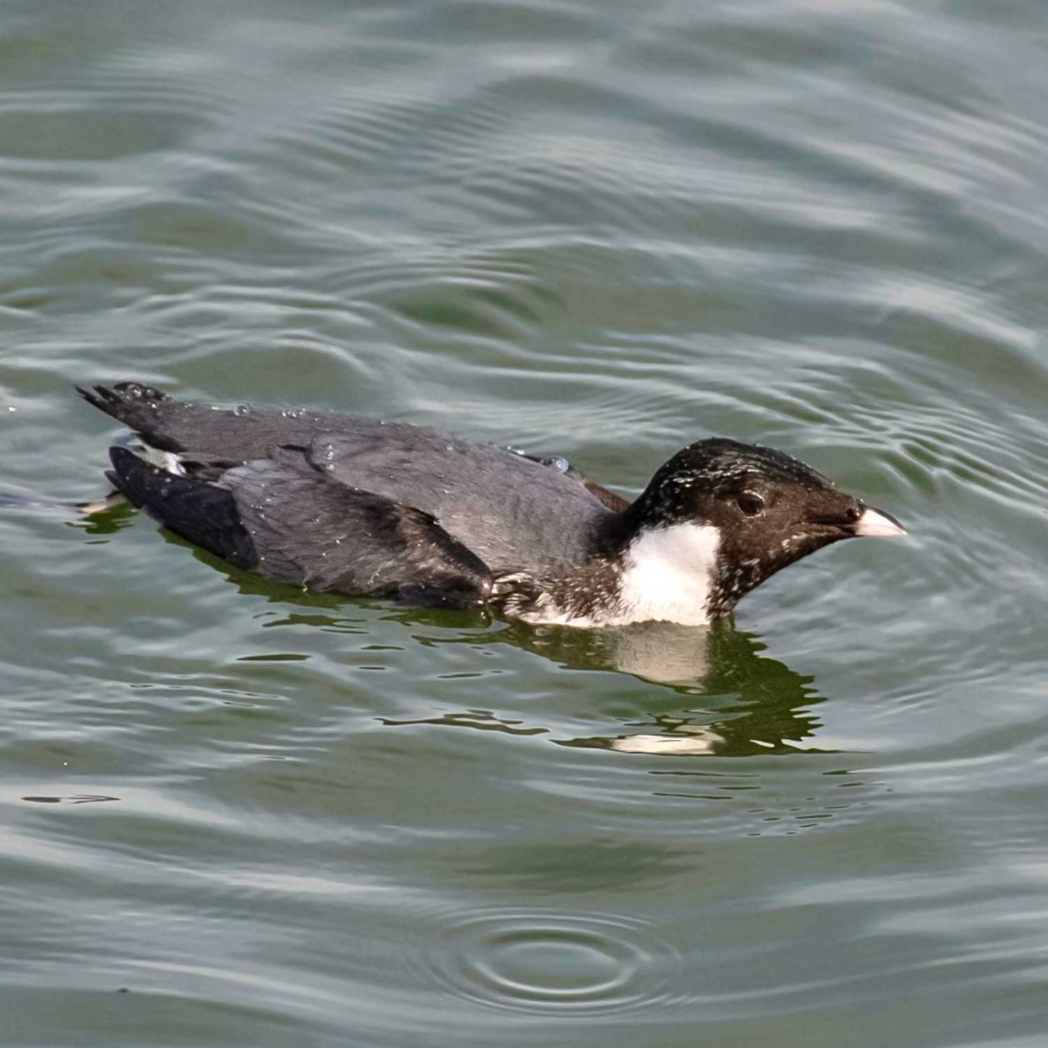 Back to Birding